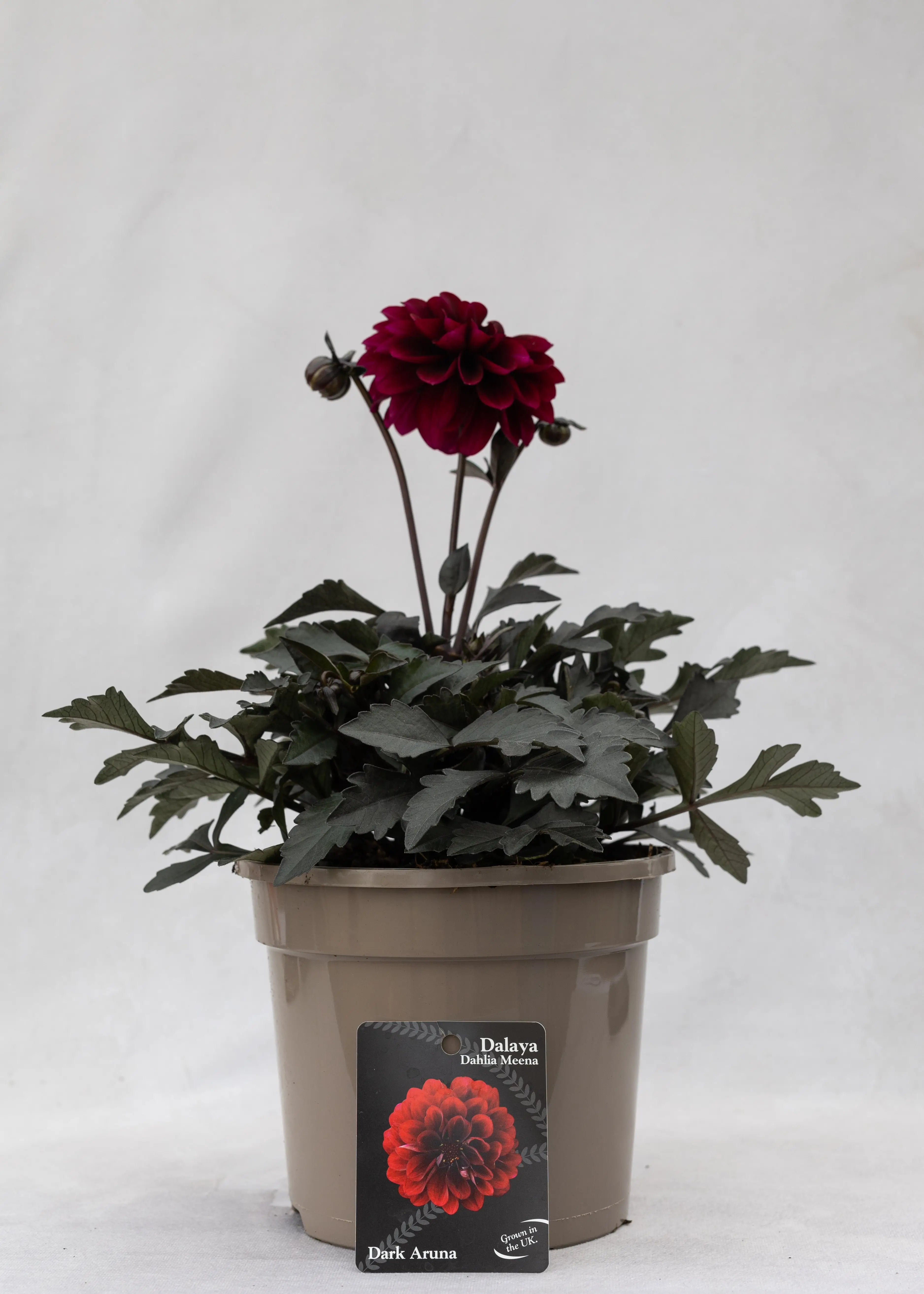 Dahlia 'Meena Aruna'