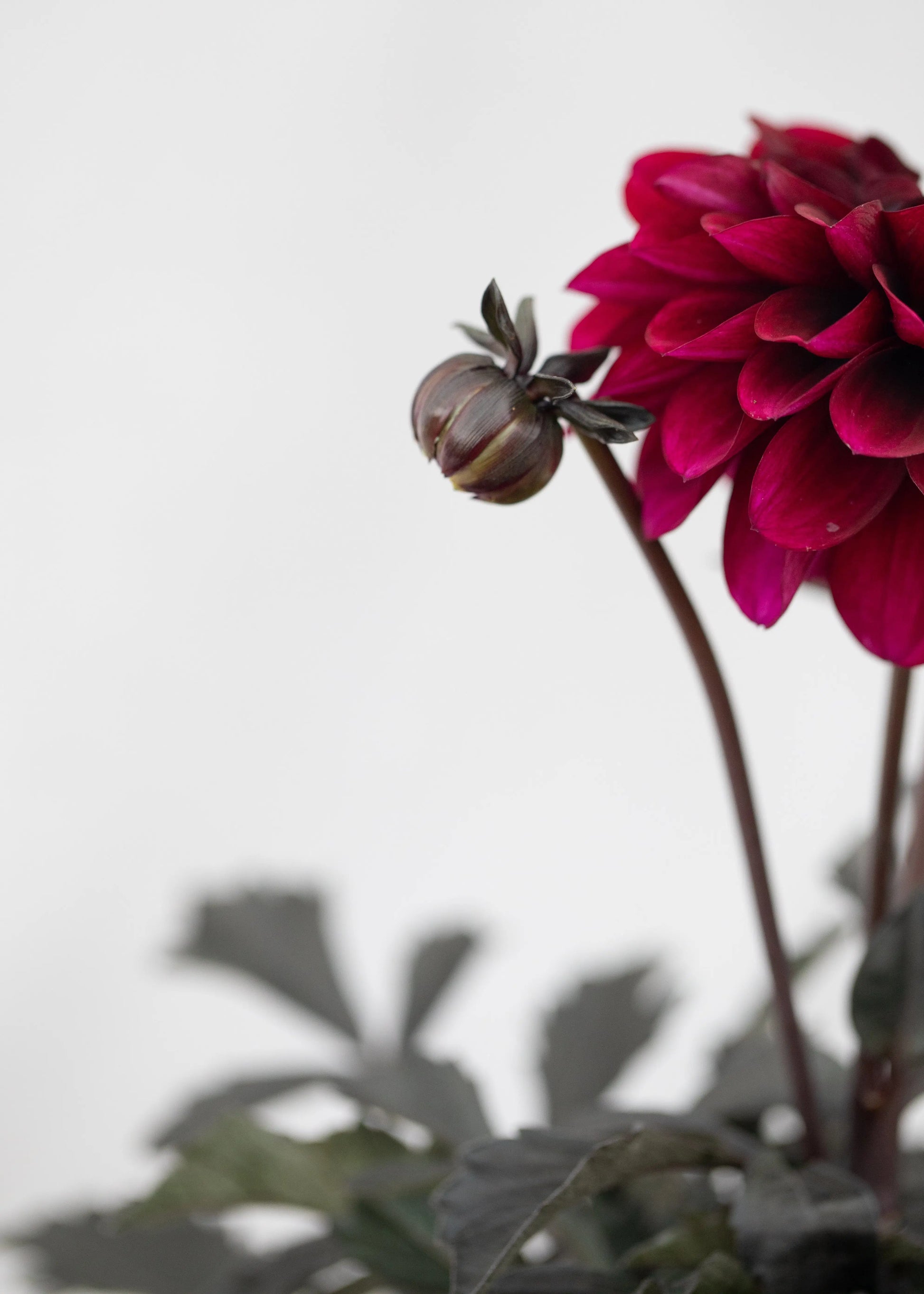 Dahlia 'Meena Aruna'