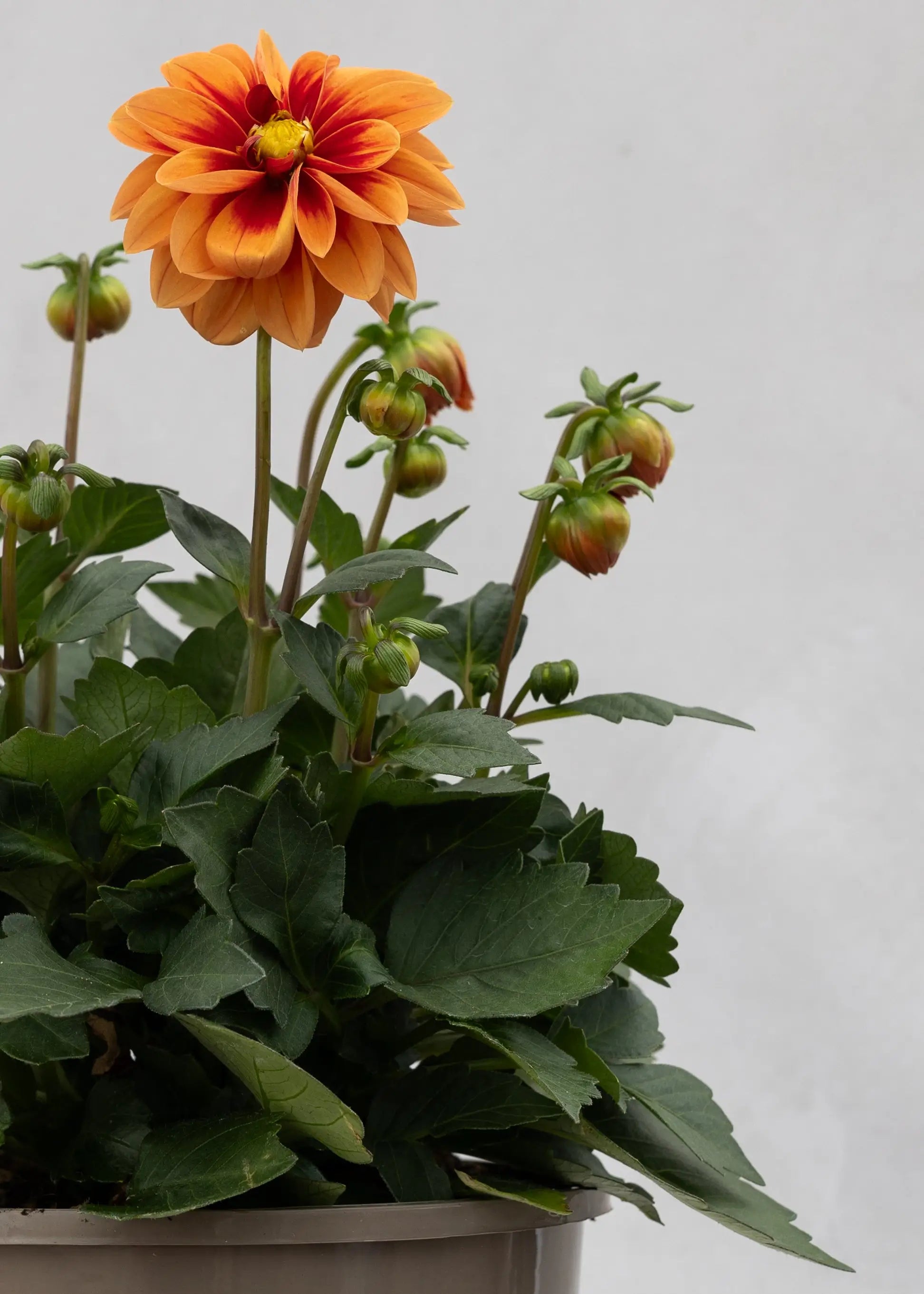 Dahlia 'Meena Ravi'