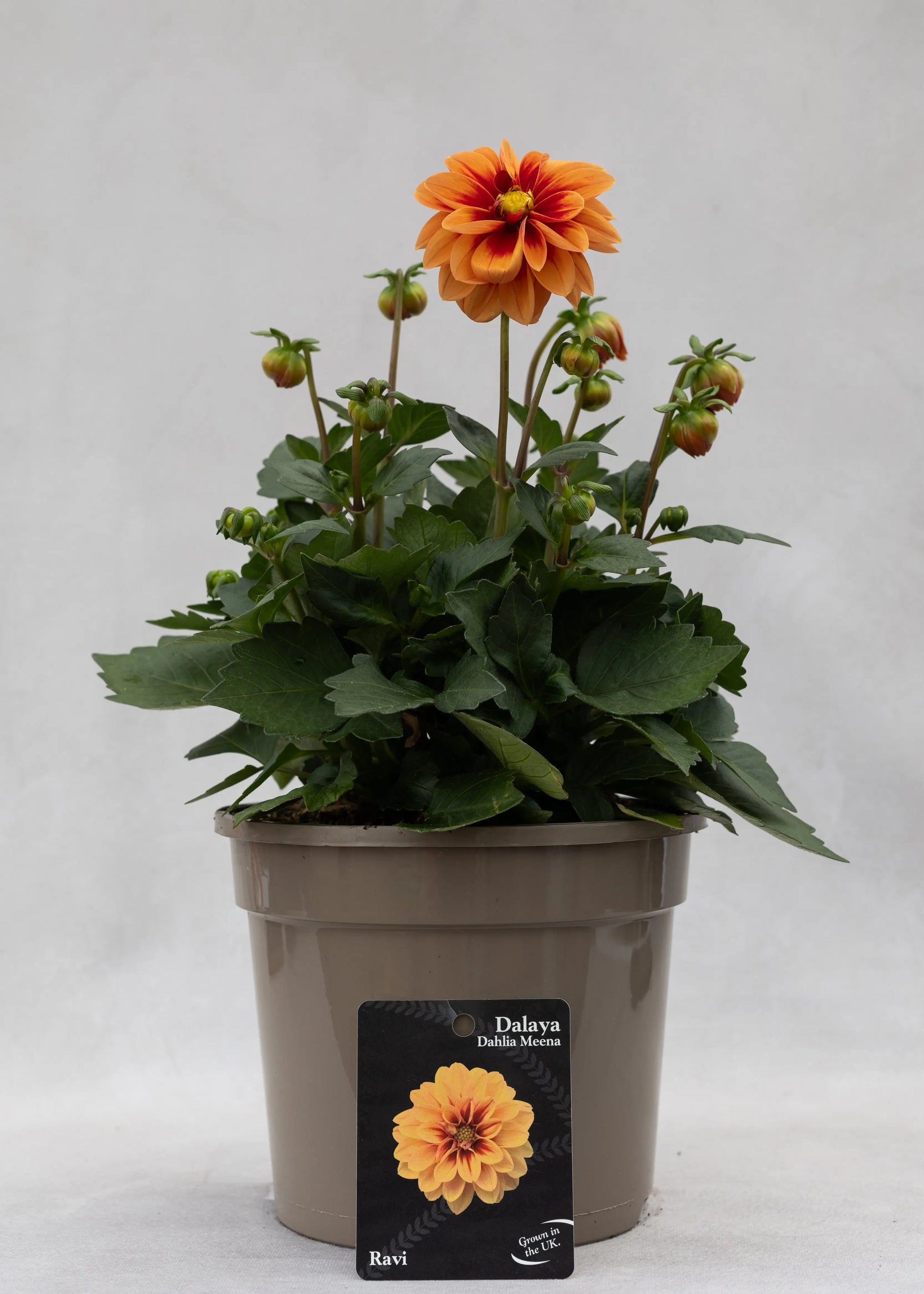 Dahlia 'Meena Ravi'