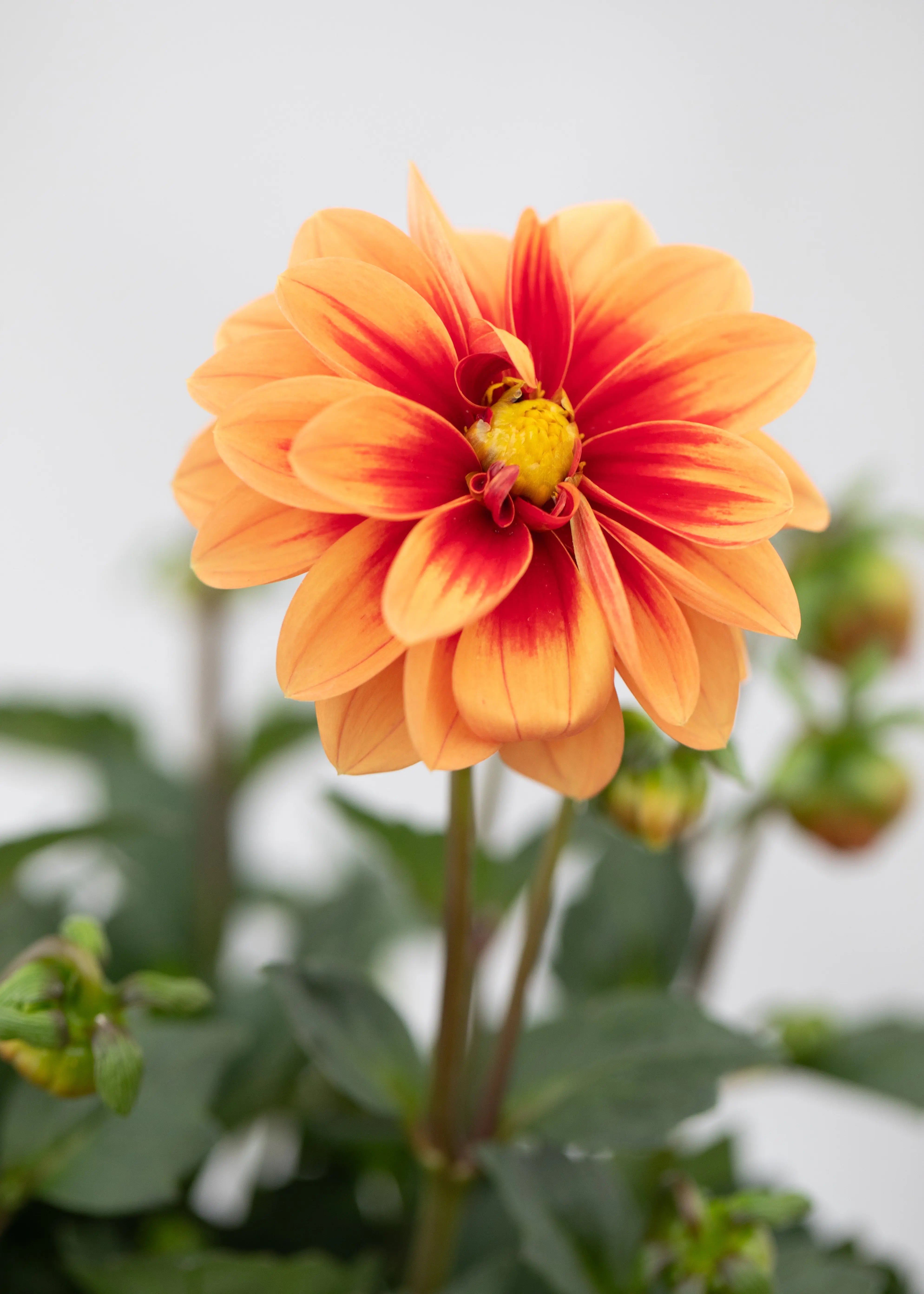 Dahlia 'Meena Ravi'