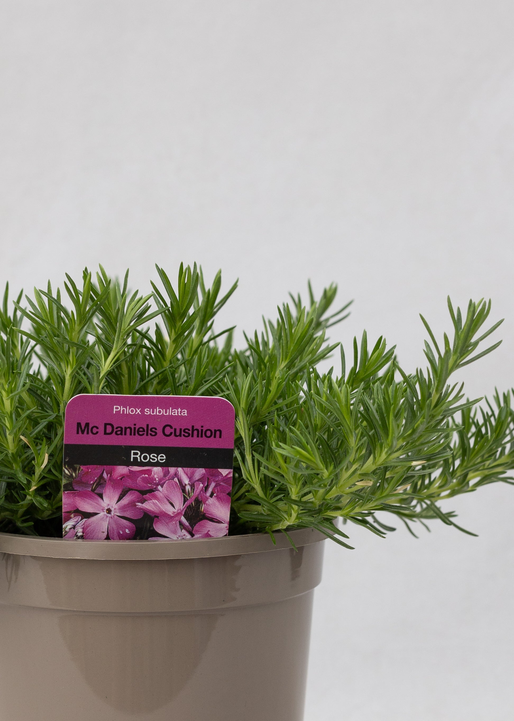 Phlox subulata 'McDaniel's Cushion'