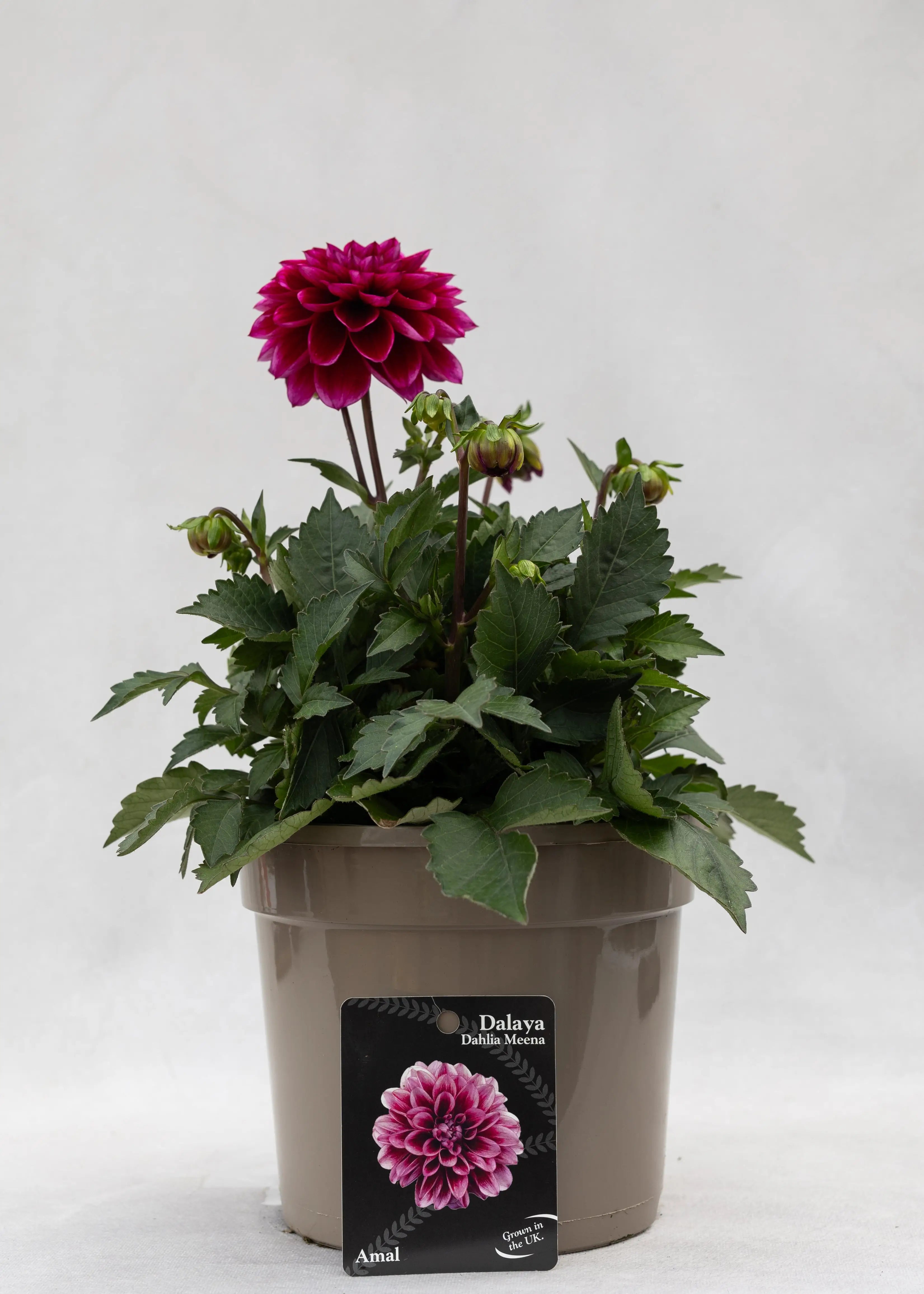 Dahlia 'Meena Amal'