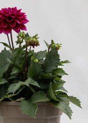 Dahlia 'Meena Amal'