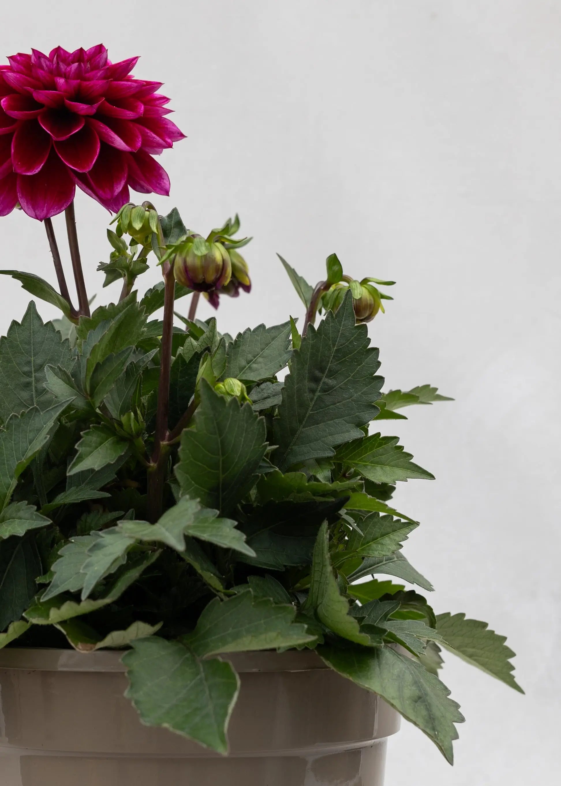 Dahlia 'Meena Amal'