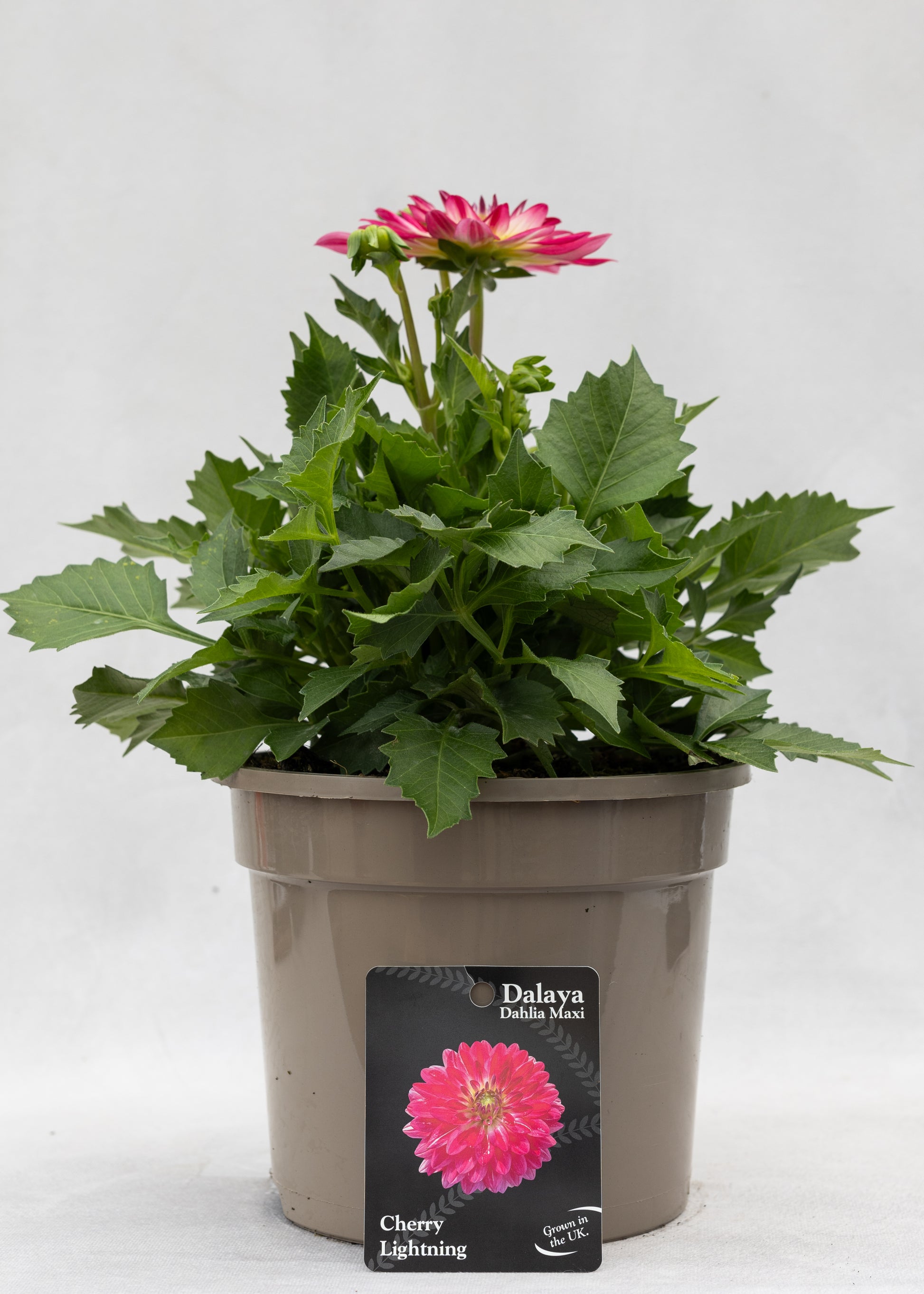 Dahlia 'Maxi Cherry Lightning'