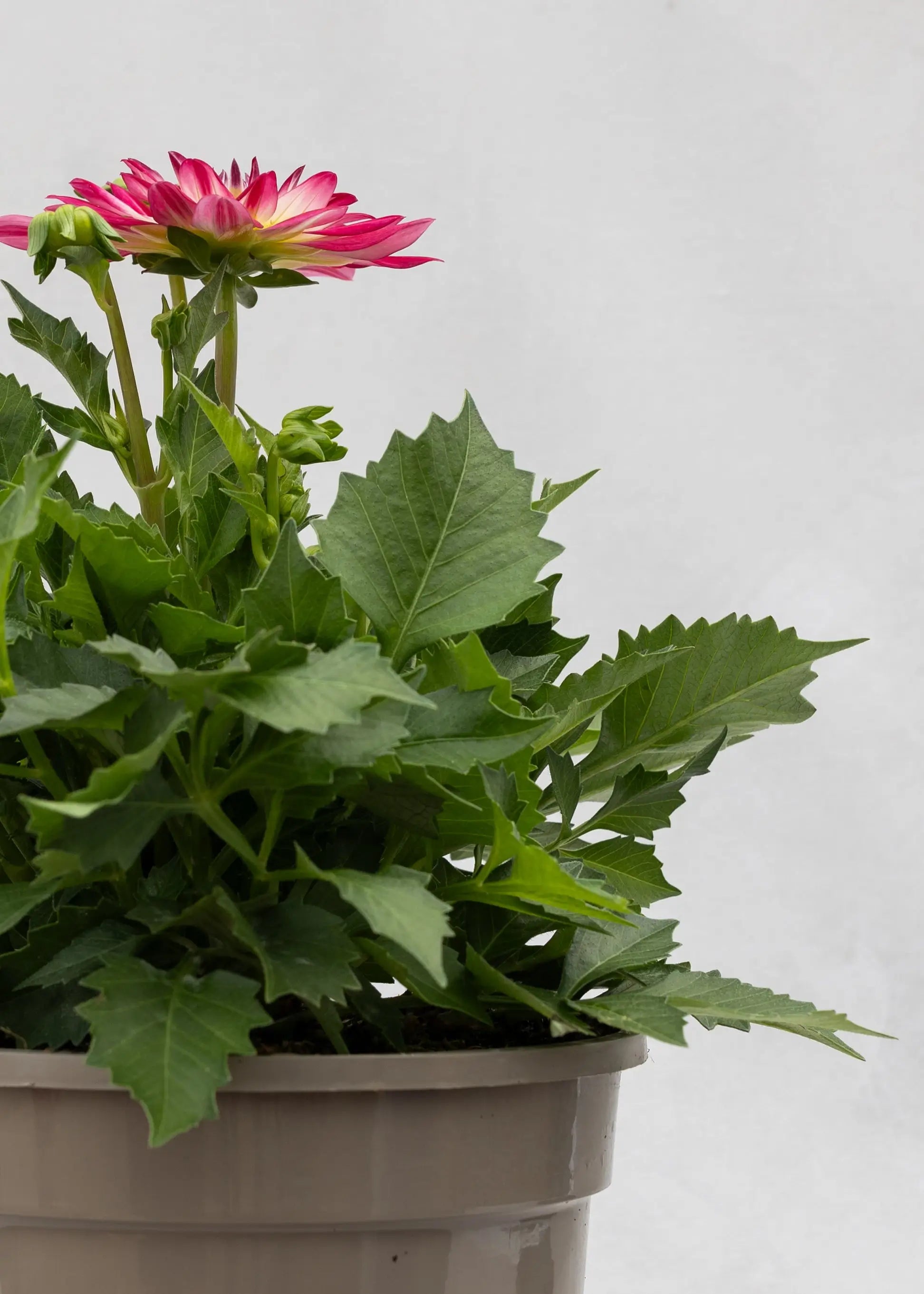 Dahlia 'Maxi Cherry Lightning'
