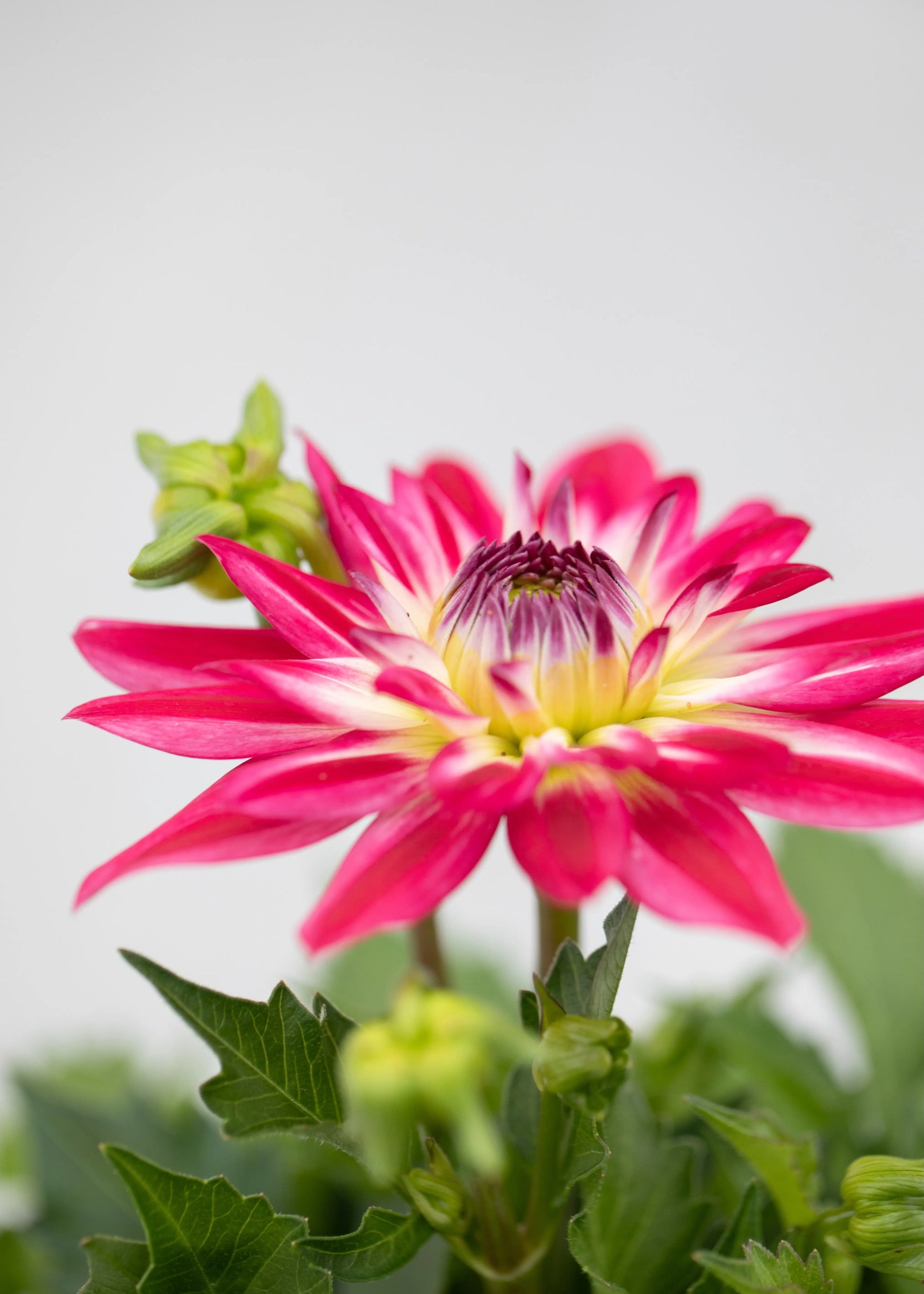 Dahlia 'Maxi Cherry Lightning'