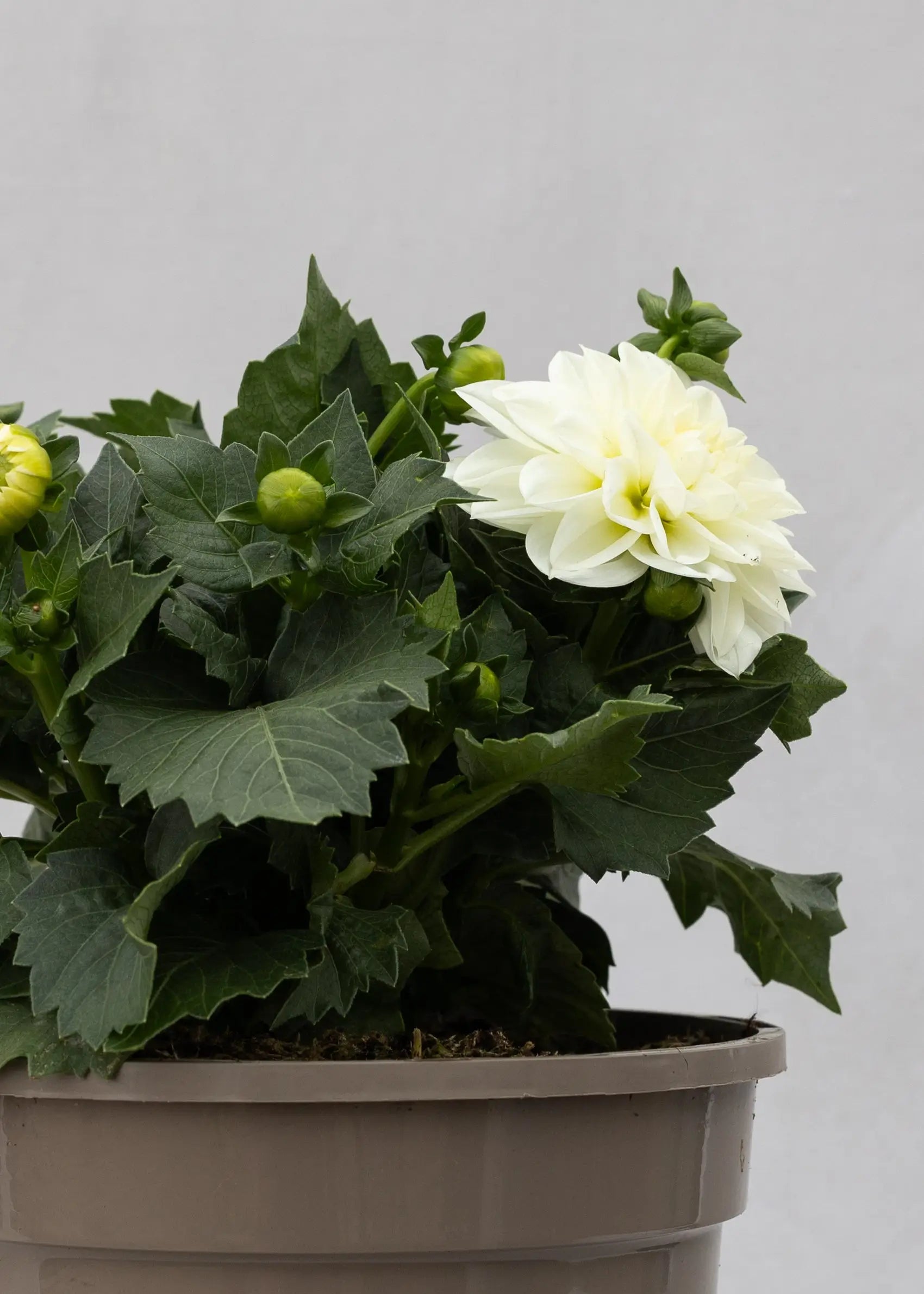 Dahlia 'Maxi Lopez'
