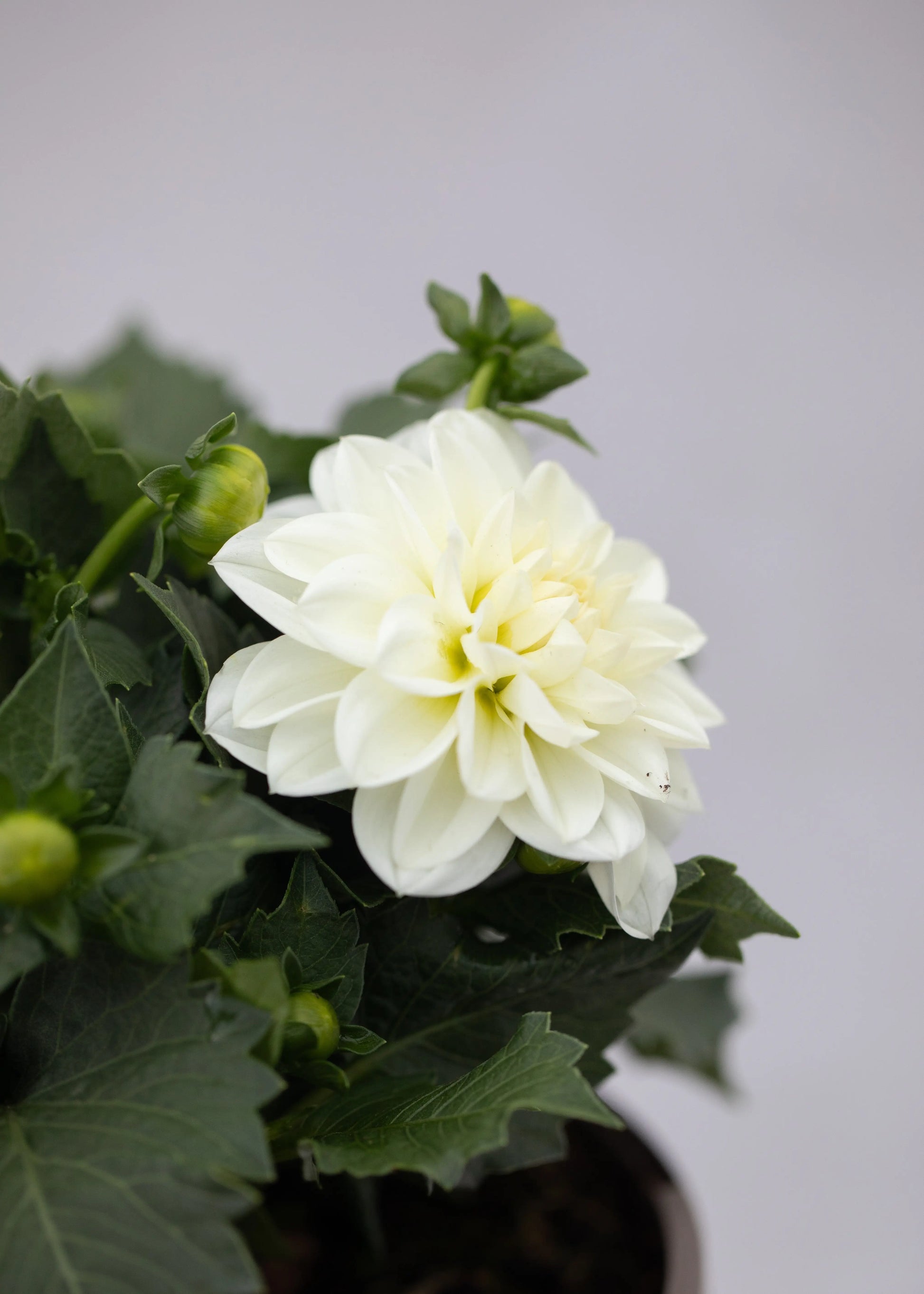 Dahlia 'Maxi Lopez'