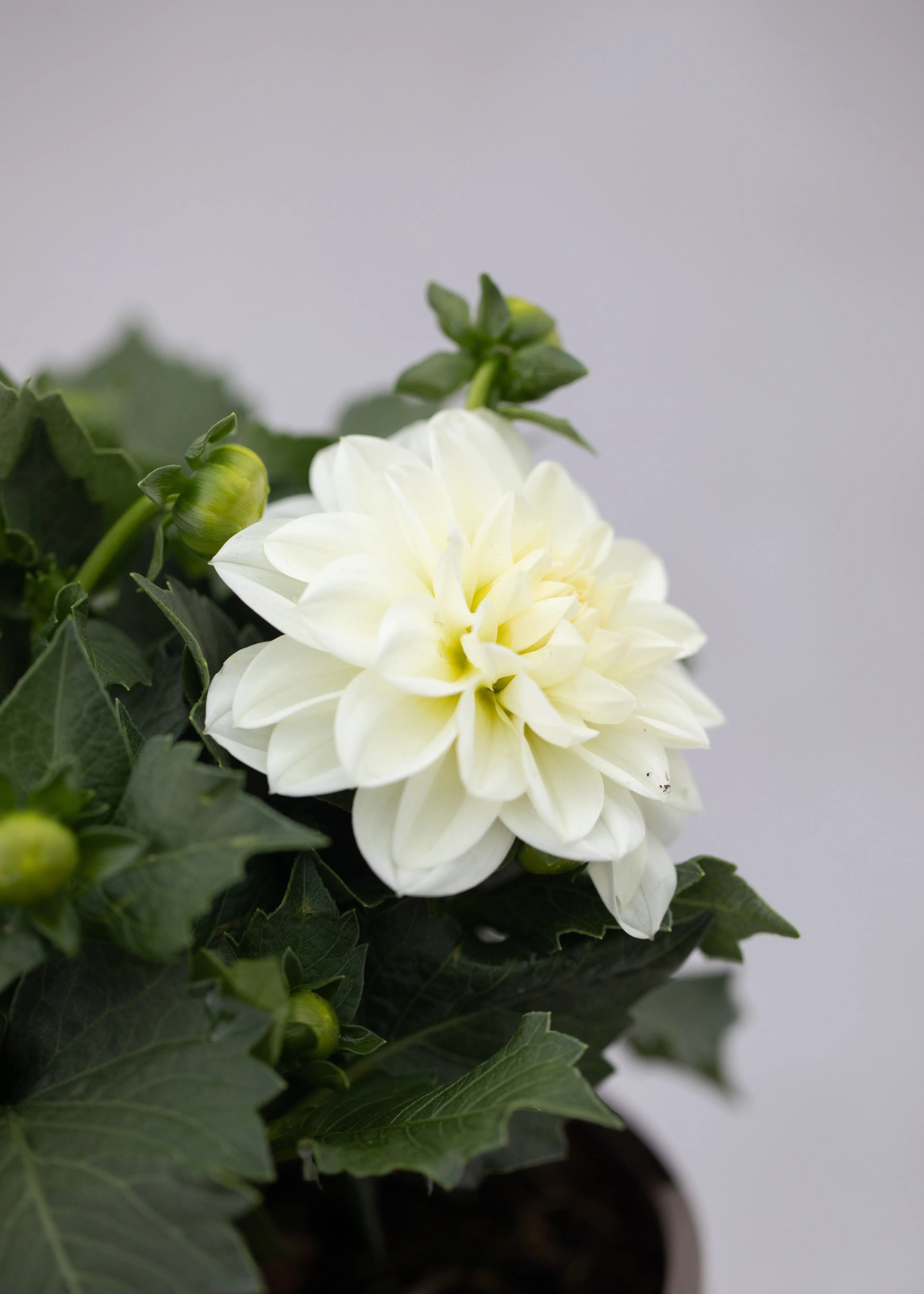Dahlia 'Maxi Lopez'