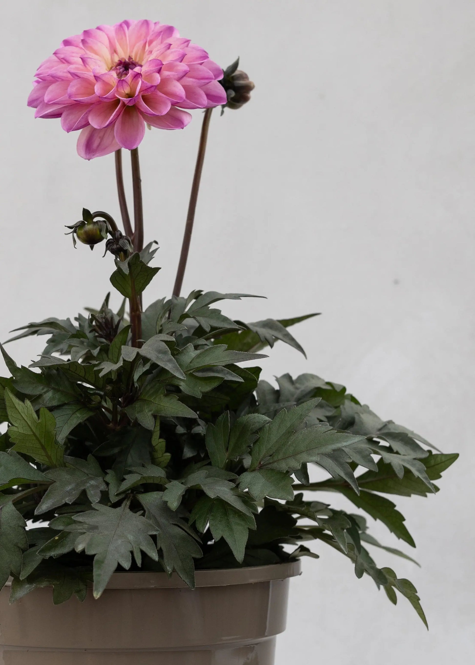 Dahlia 'Meena Zarina'