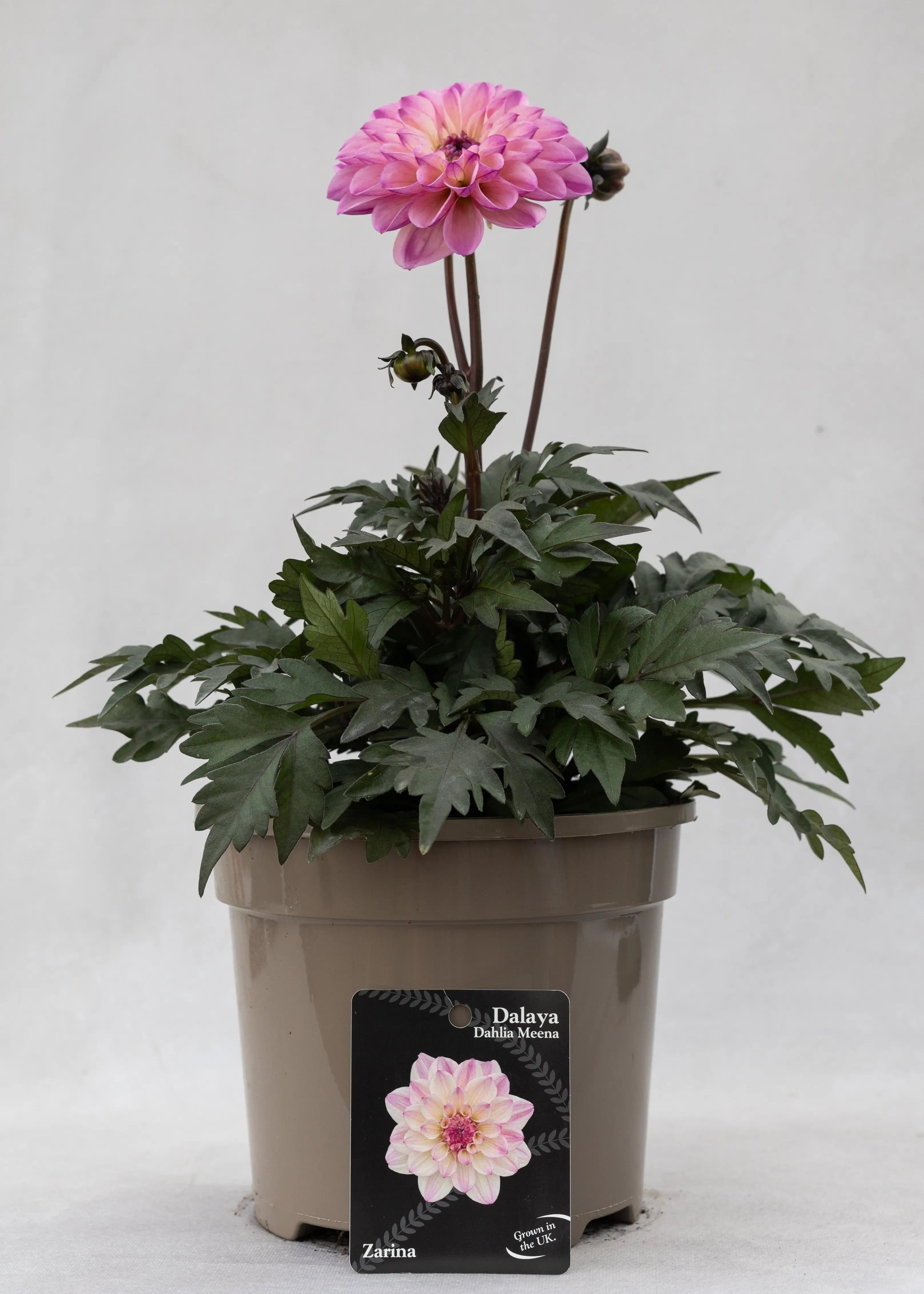Dahlia 'Meena Zarina'