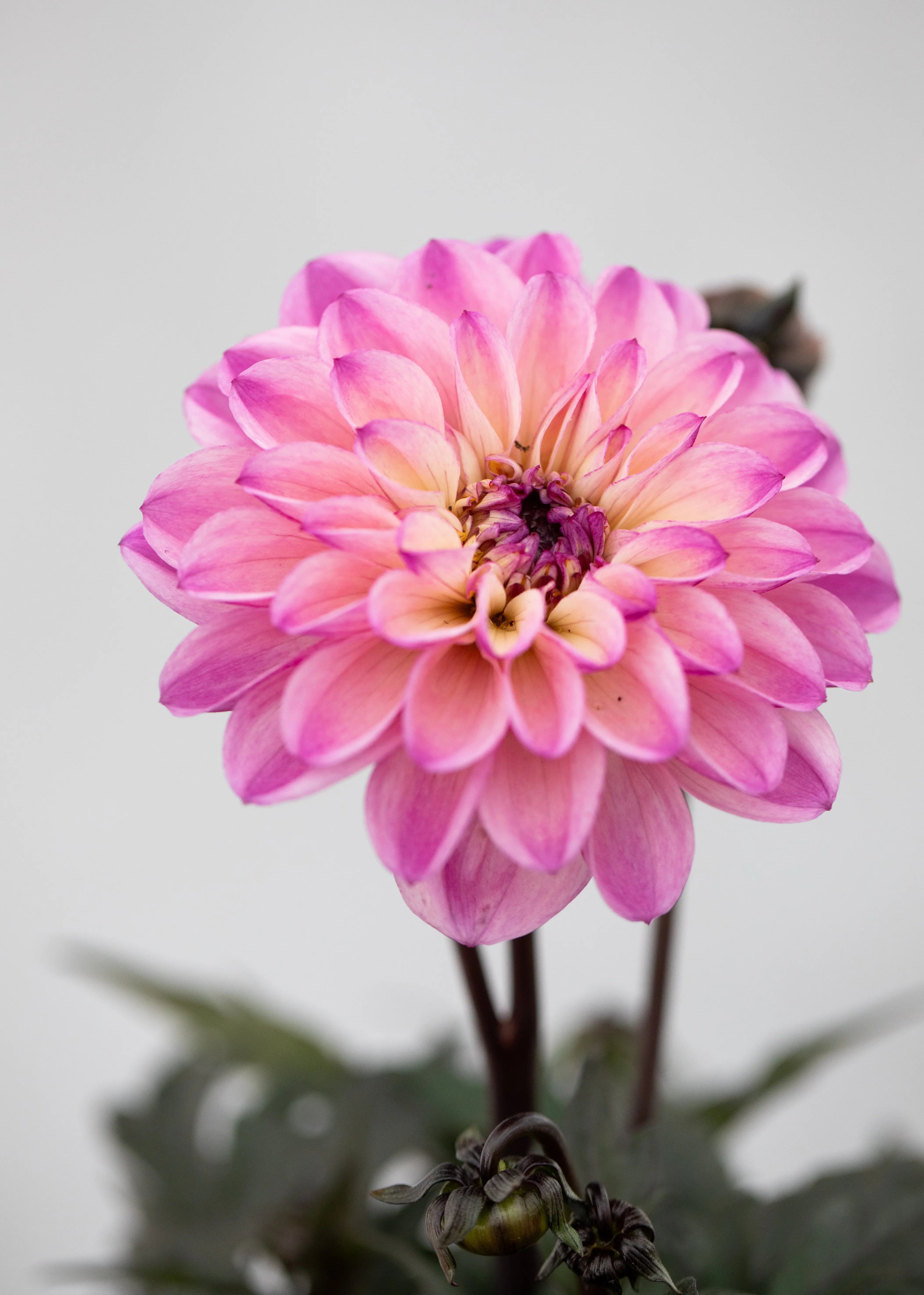 Dahlia 'Meena Zarina'