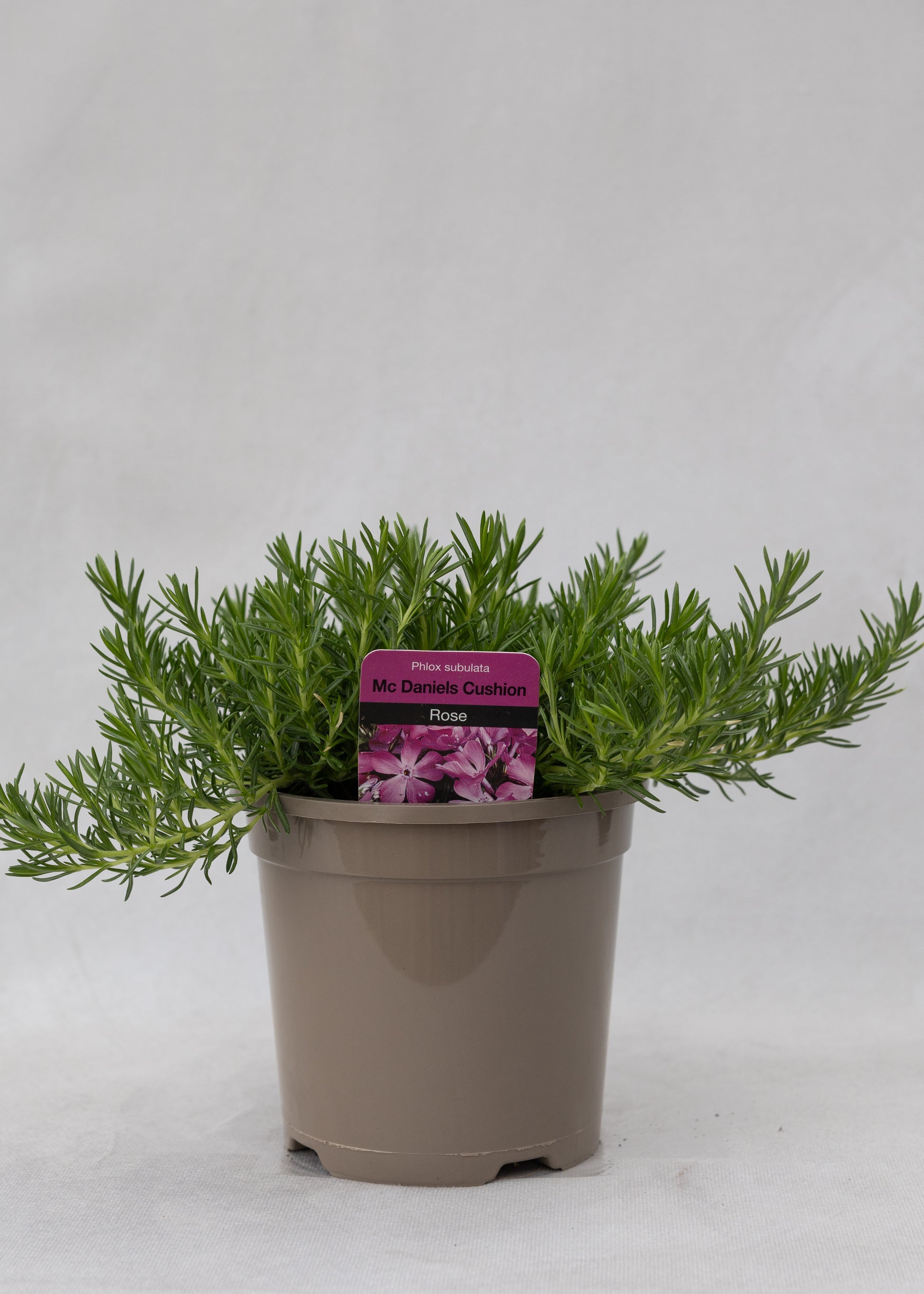 Phlox subulata 'McDaniel's Cushion'
