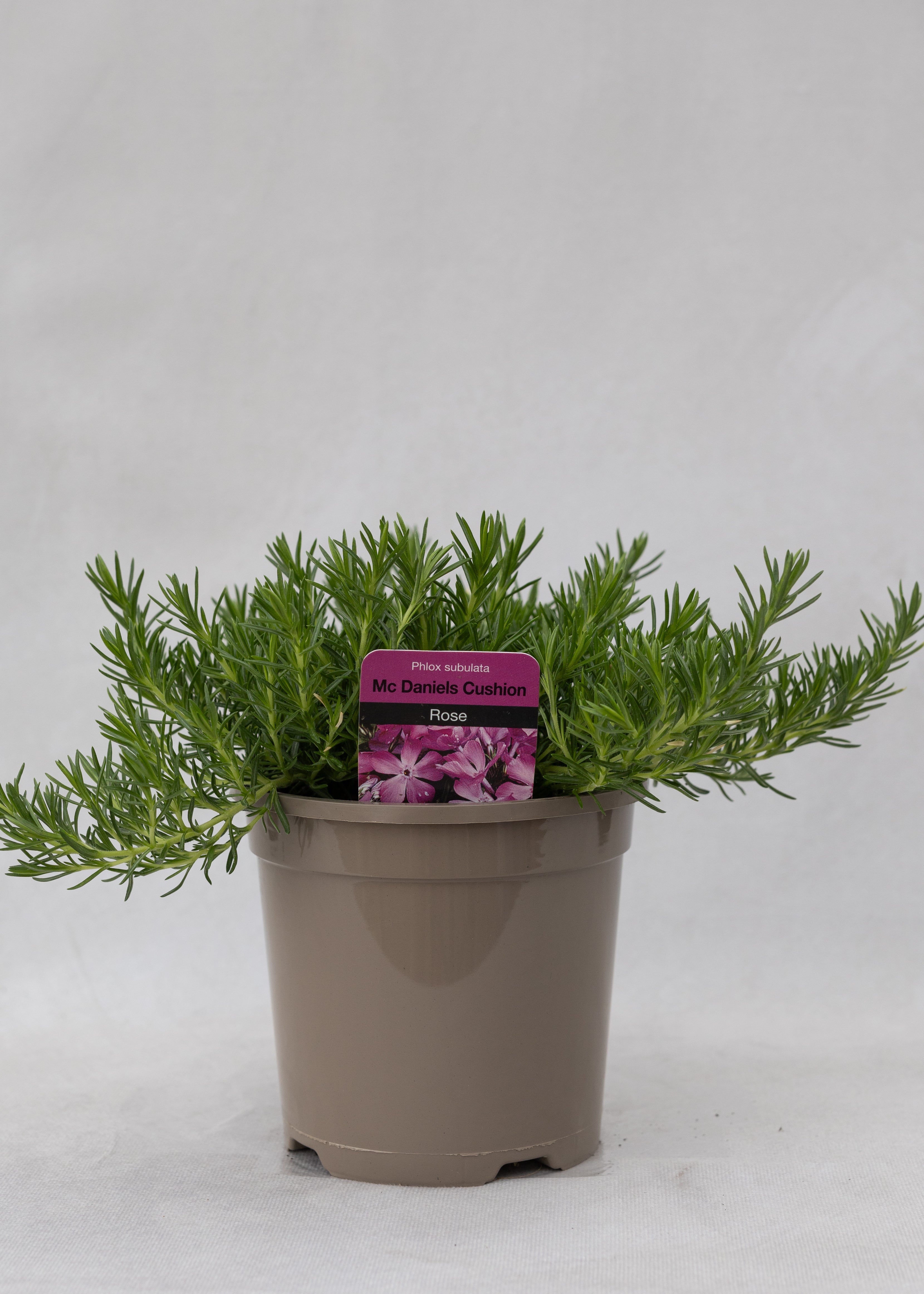 Phlox subulata 'McDaniel's Cushion'
