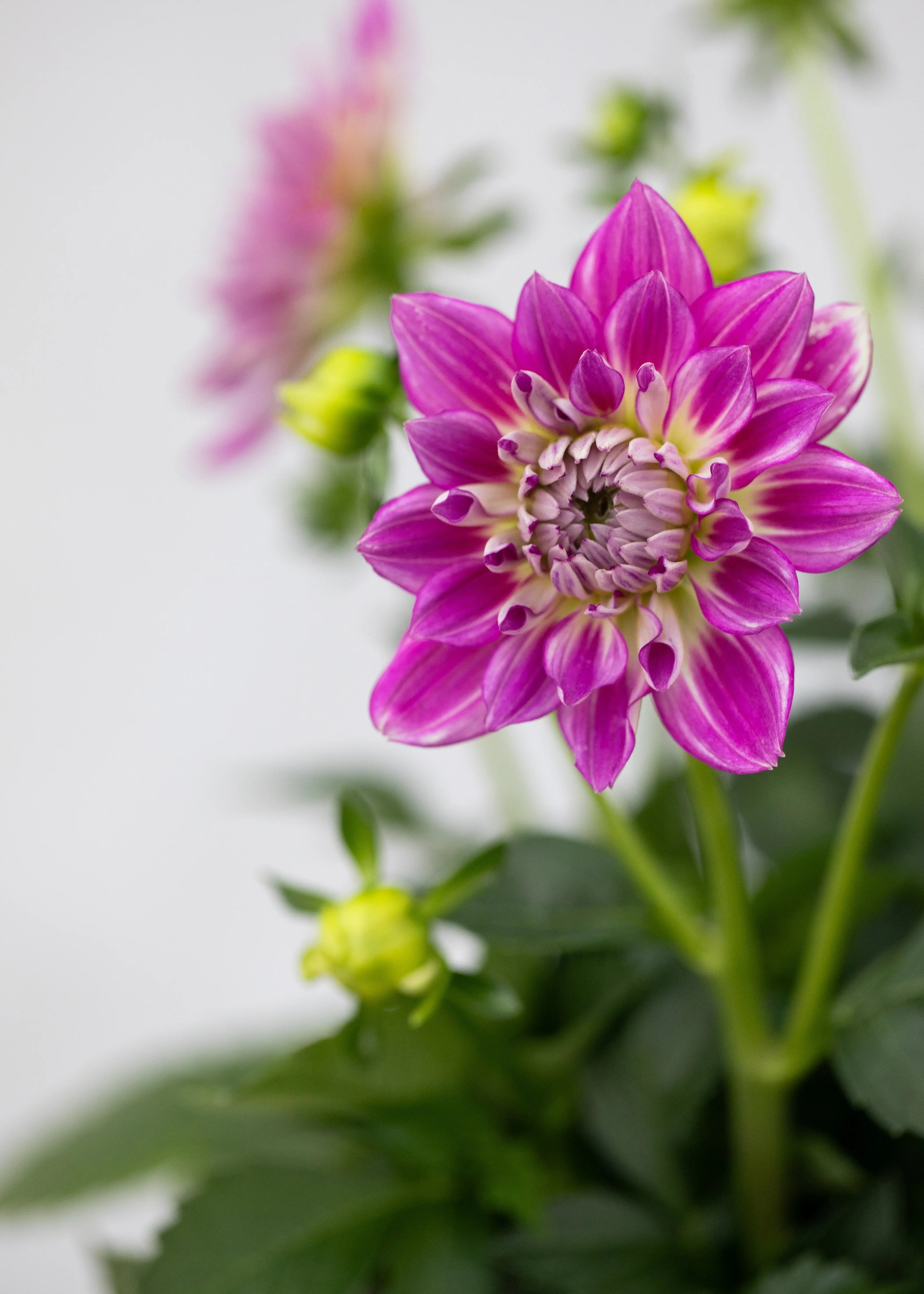 Dahlia 'Maxi Cadena'