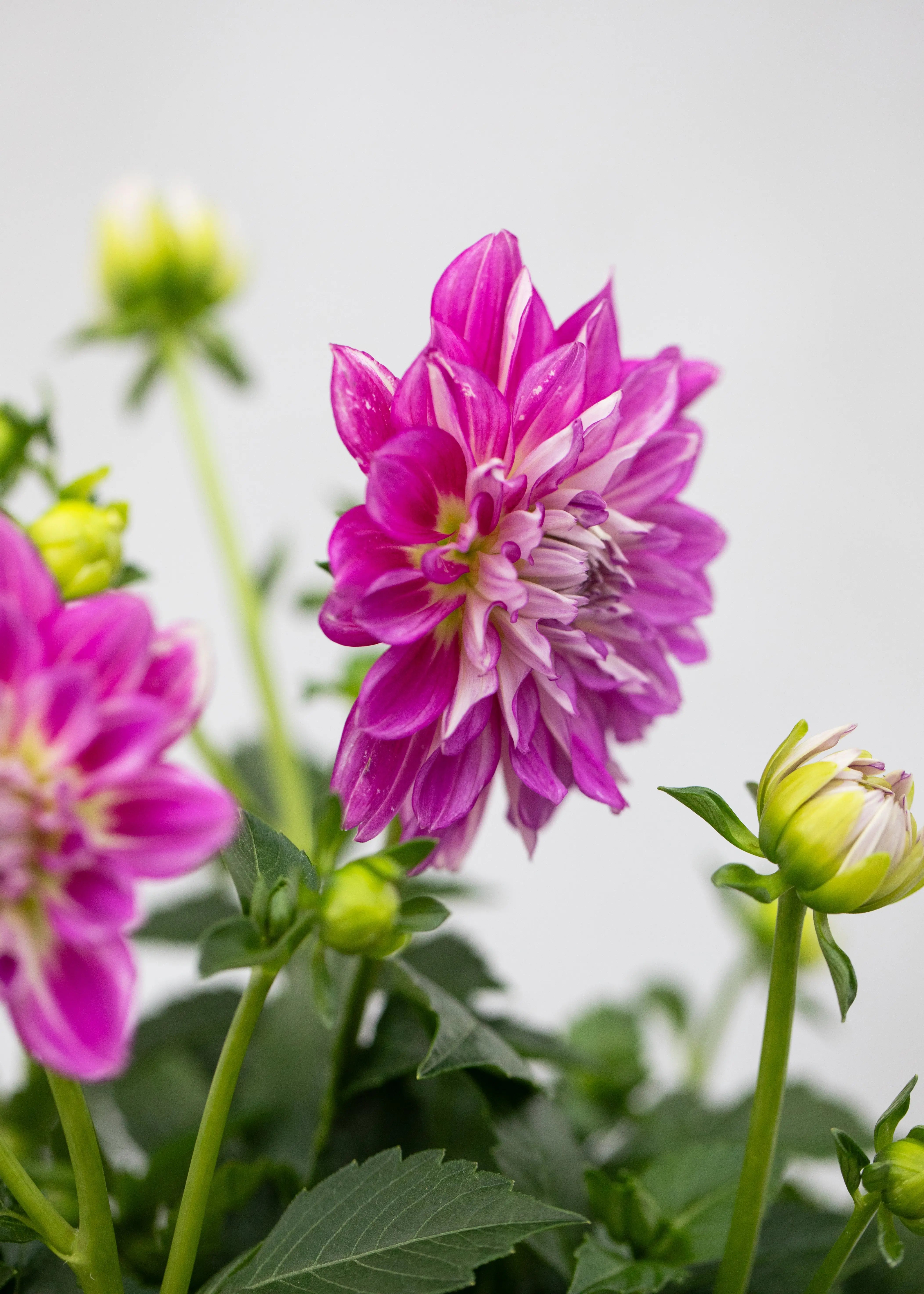 Dahlia 'Maxi Cadena'