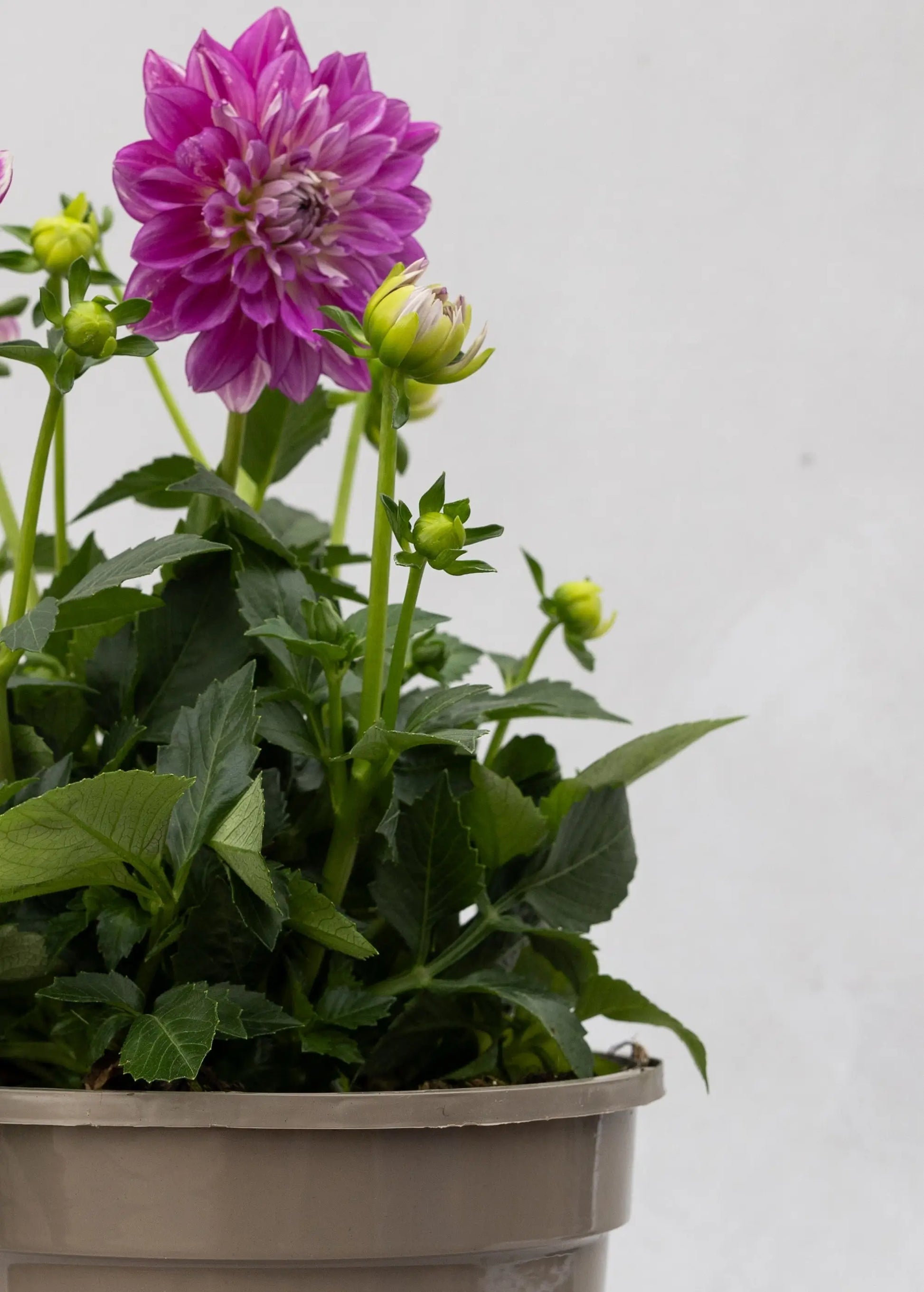 Dahlia 'Maxi Cadena'