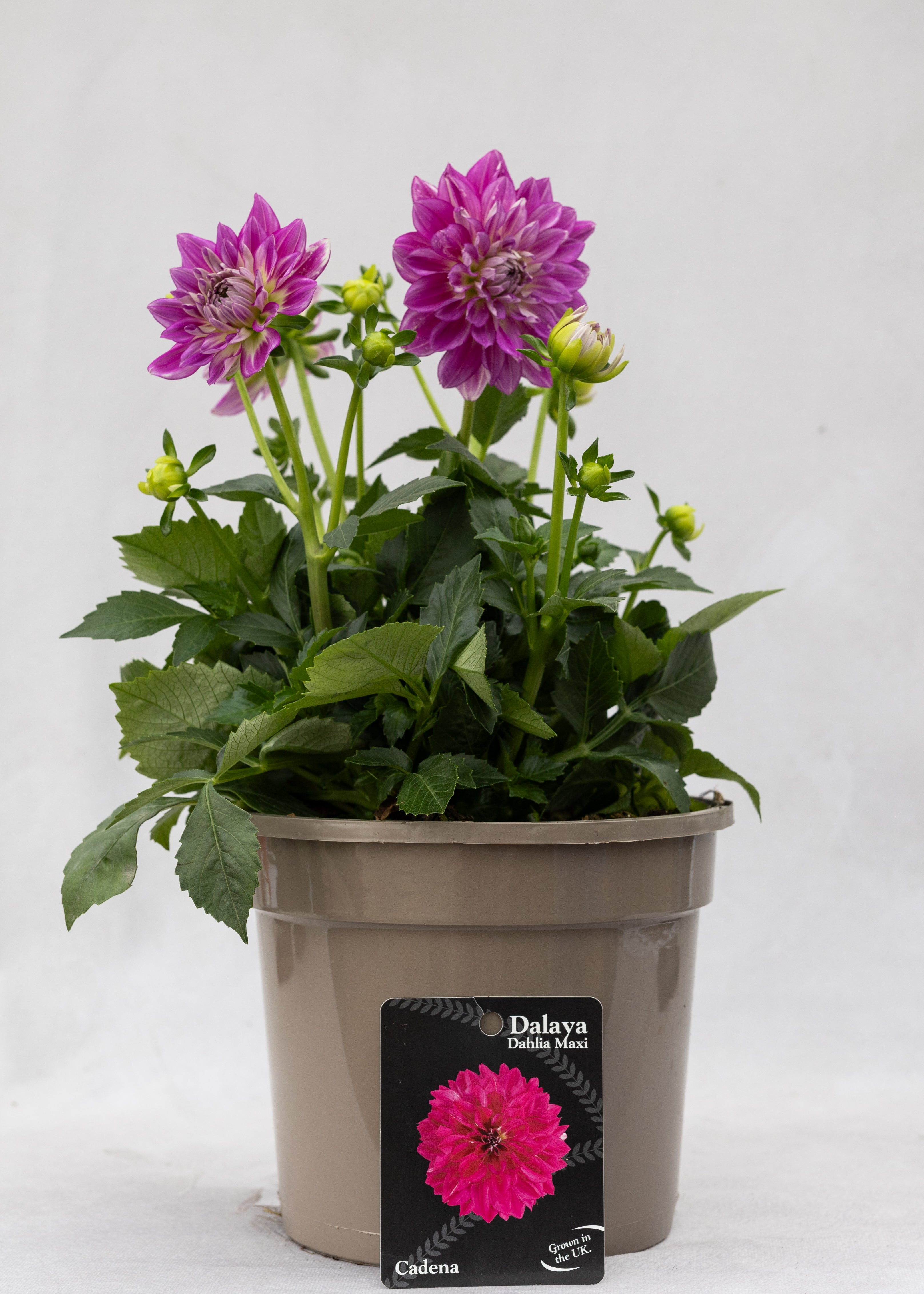 Dahlia 'Maxi Cadena'