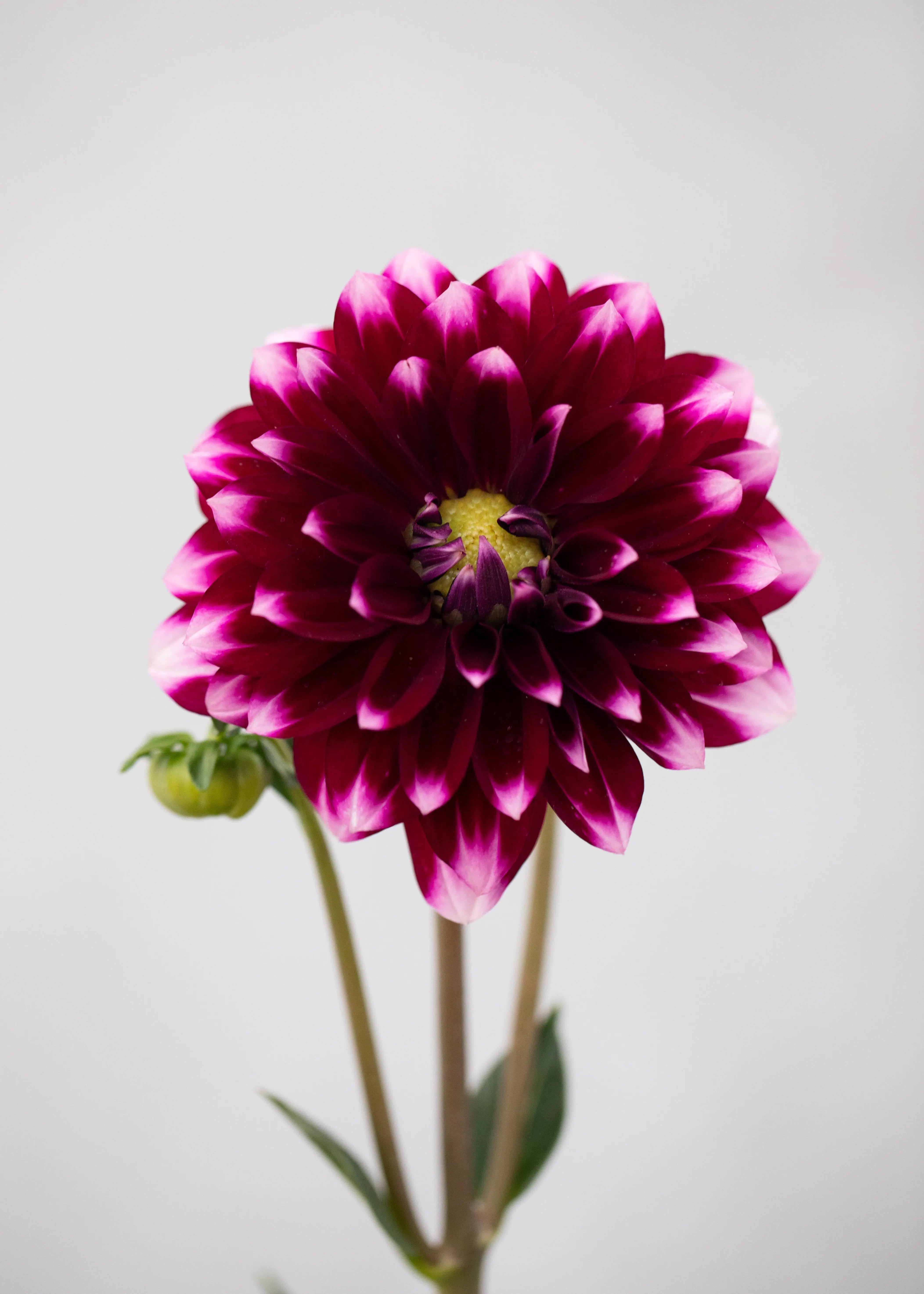 Dahlia 'Maxi Cancun'