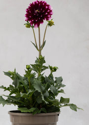 Dahlia 'Maxi Cancun'