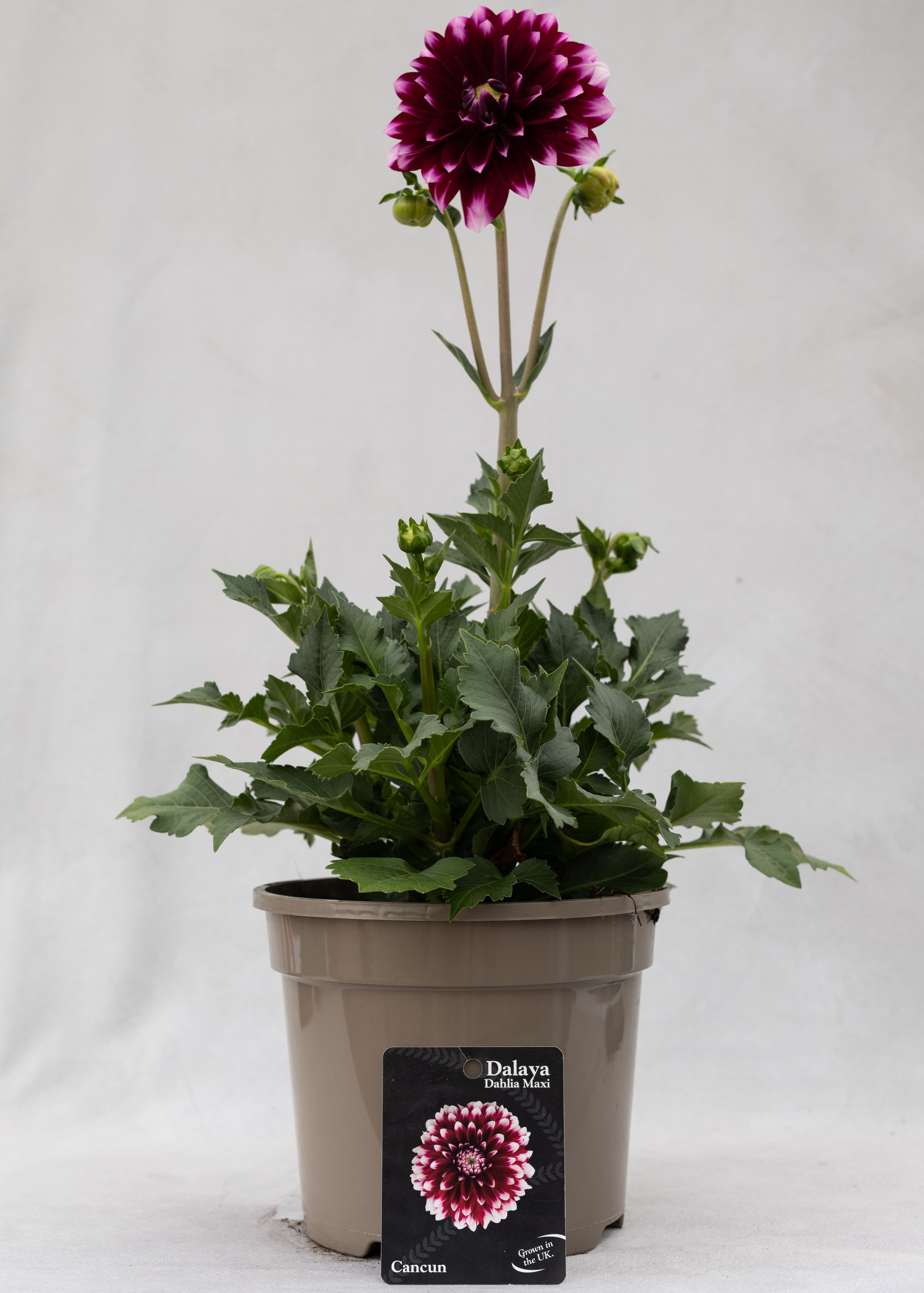 Dahlia 'Maxi Cancun'