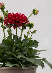 Dahlia 'Maxi Tampico'