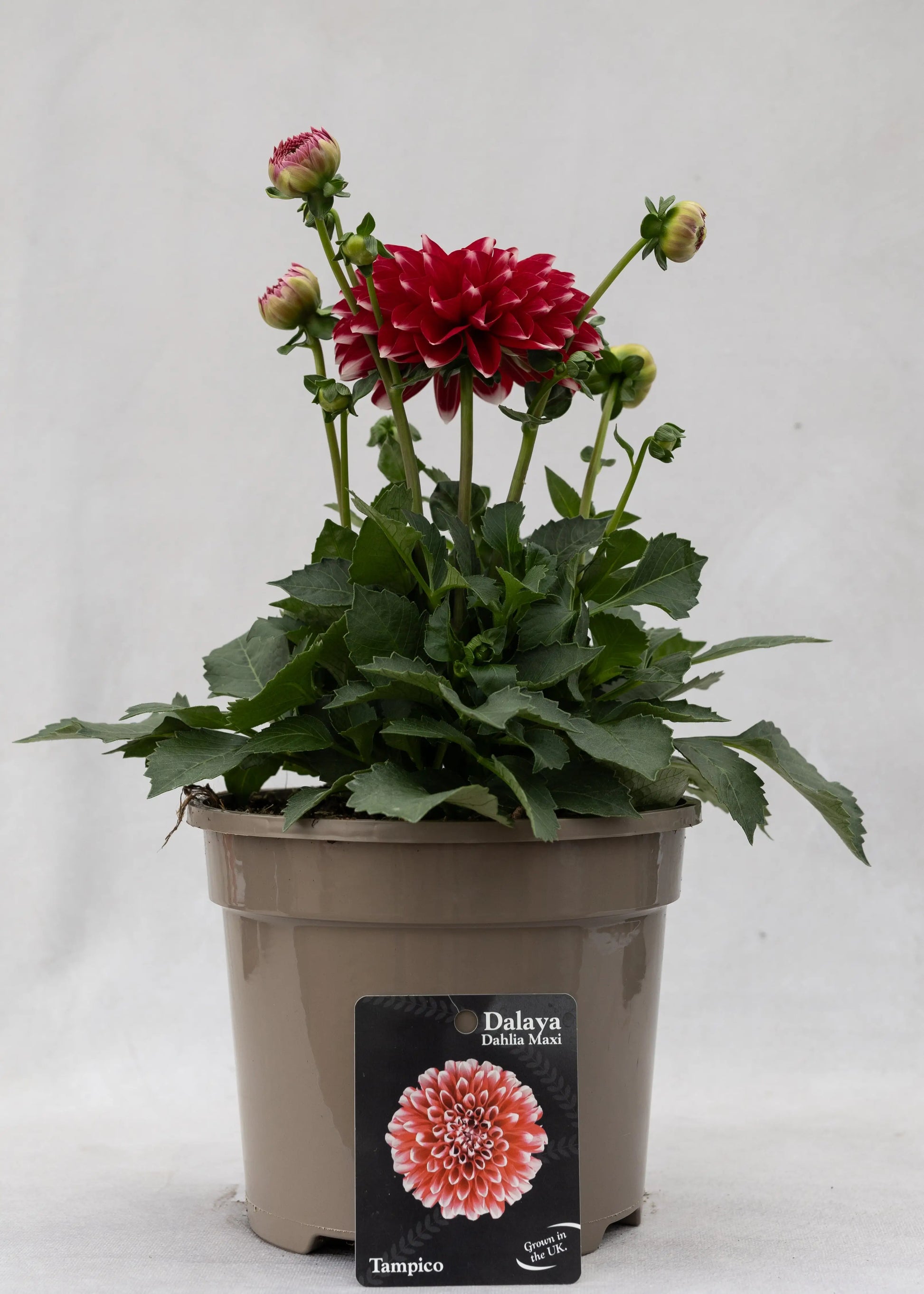Dahlia 'Maxi Tampico'