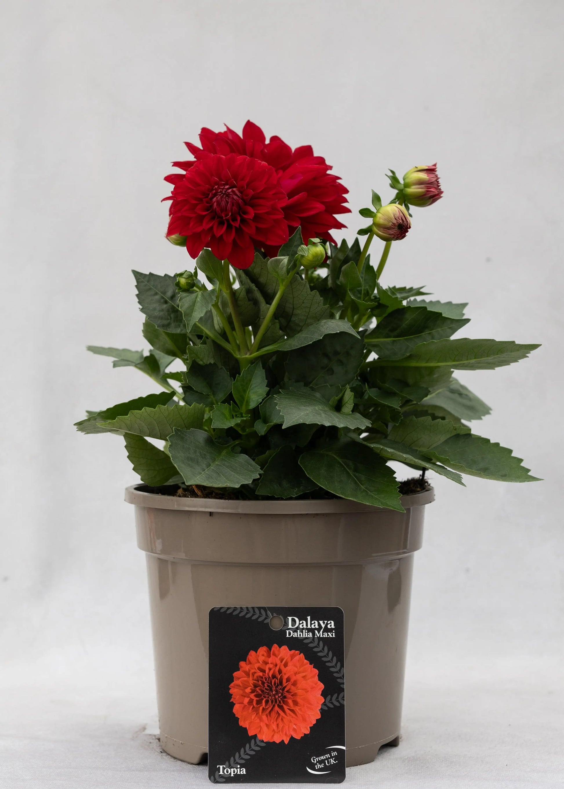 Dahlia 'Maxi Topia'