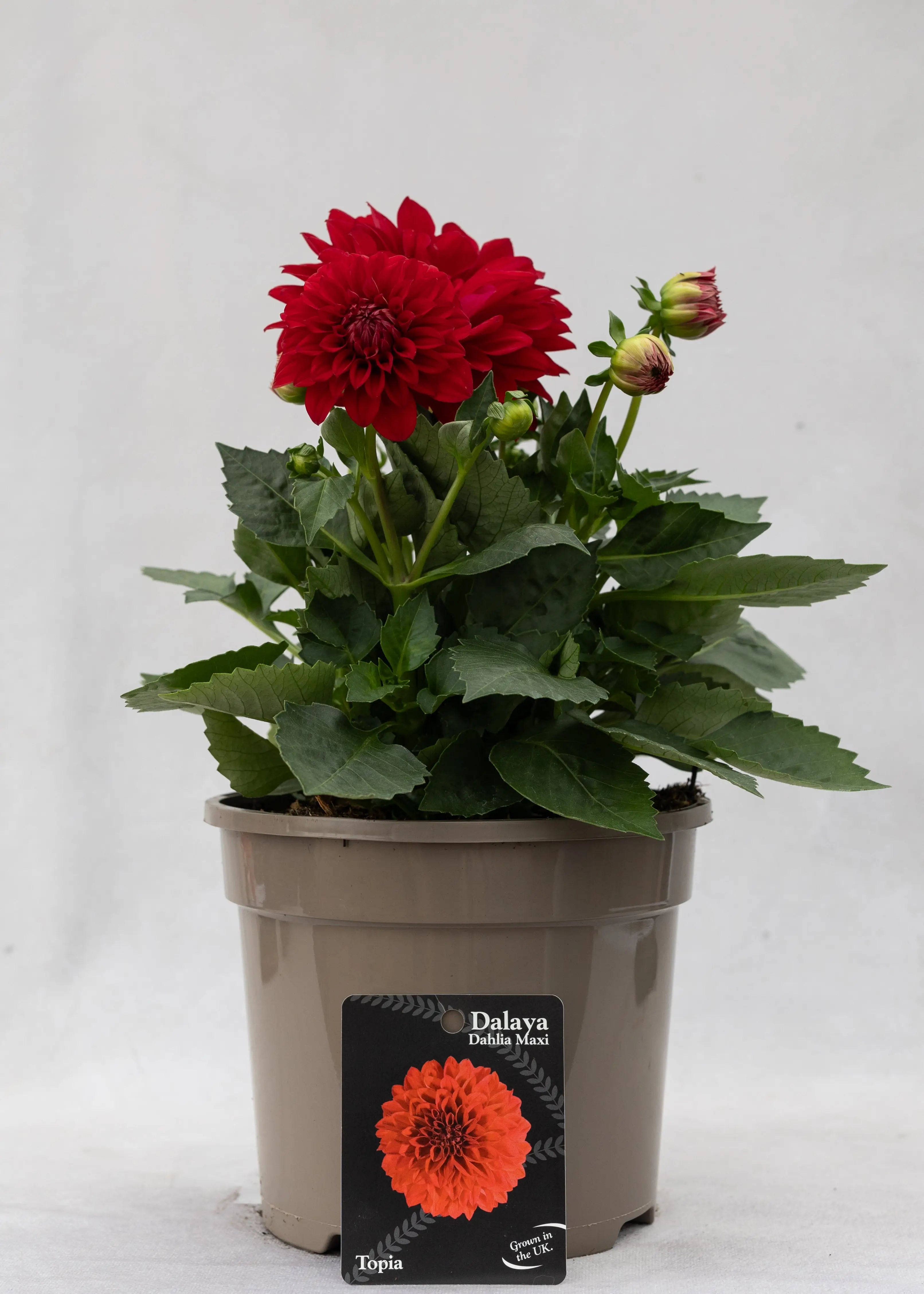 Dahlia 'Maxi Topia'