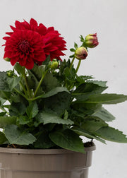 Dahlia 'Maxi Topia'