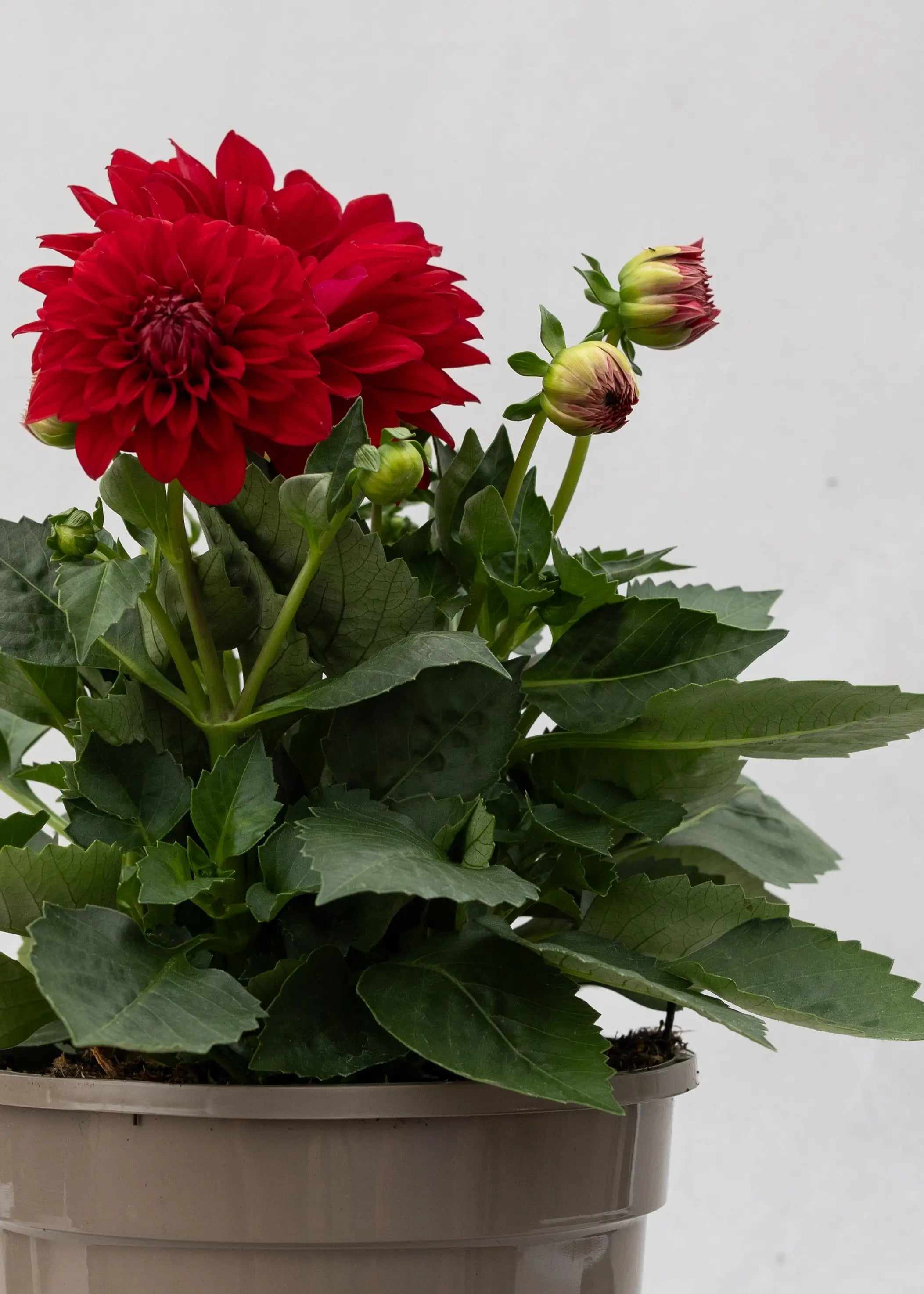 Dahlia 'Maxi Topia'