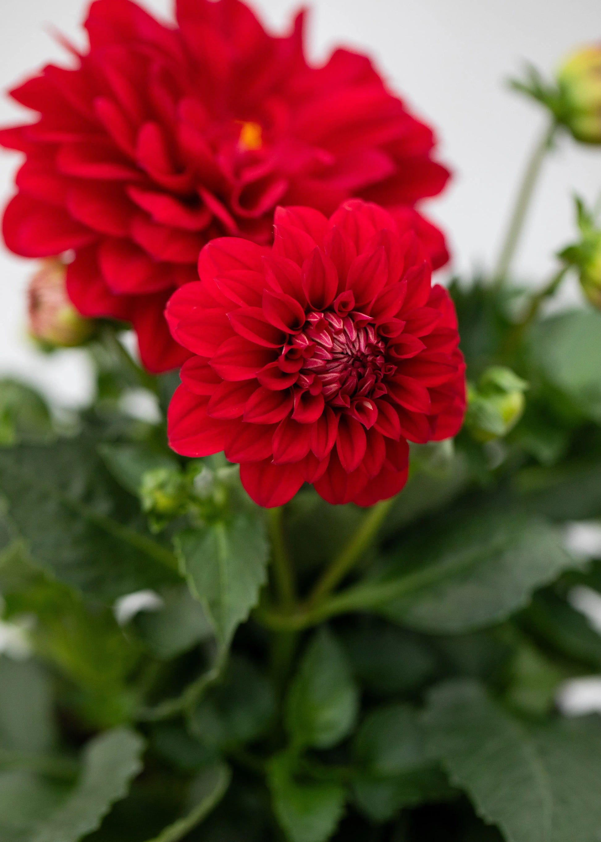 Dahlia 'Maxi Topia'