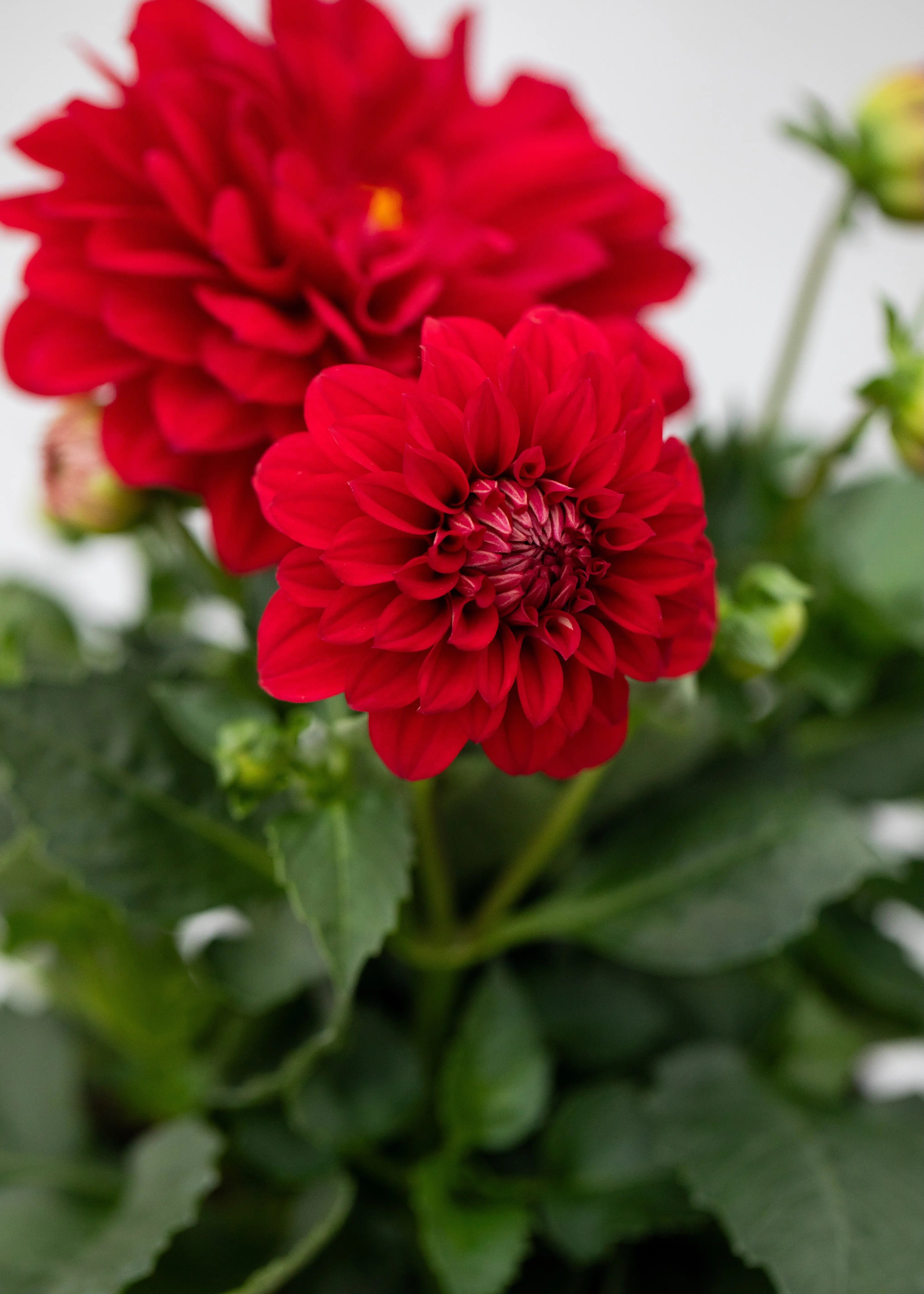 Dahlia 'Maxi Topia'