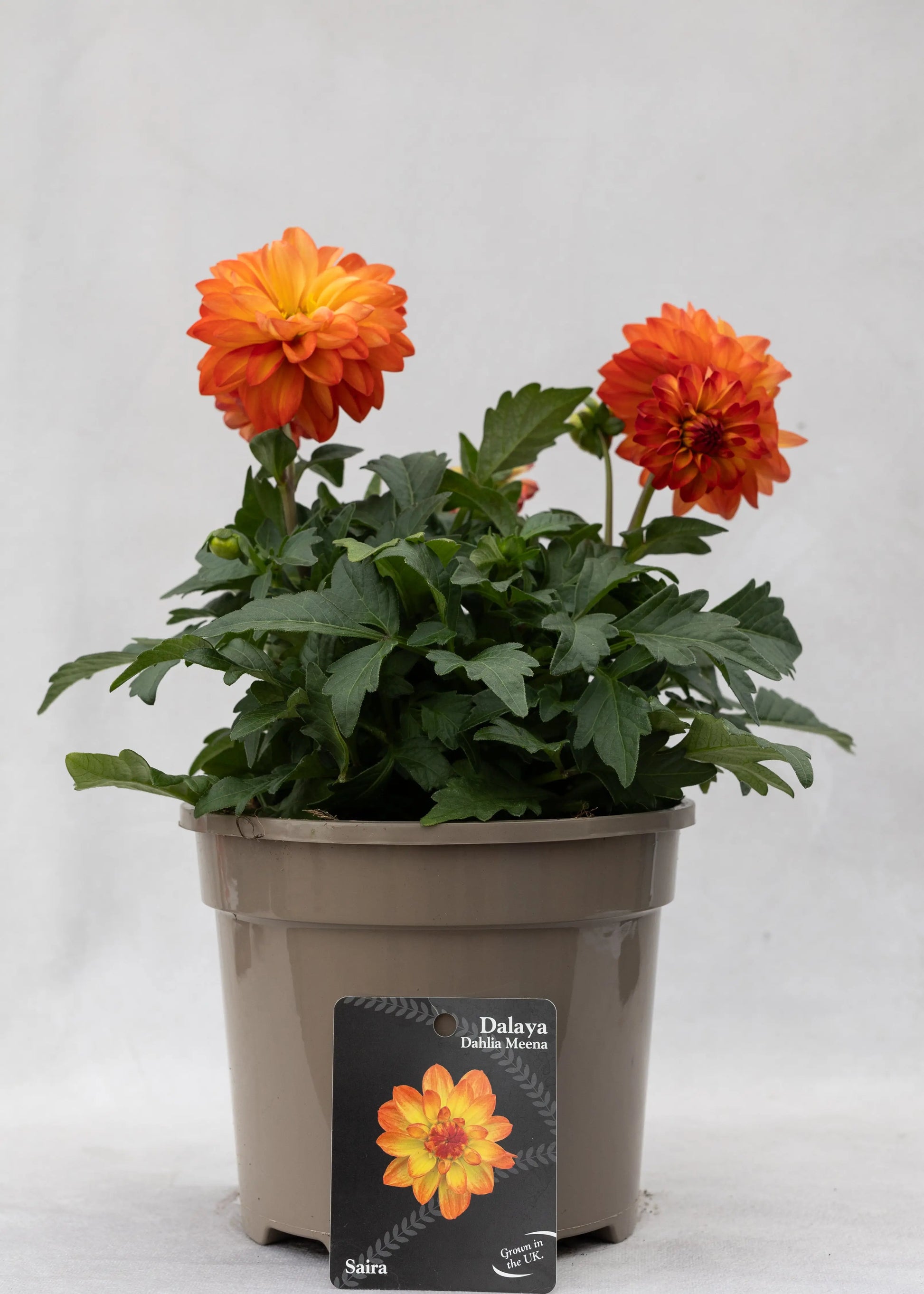 Dahlia 'Meena Saira'
