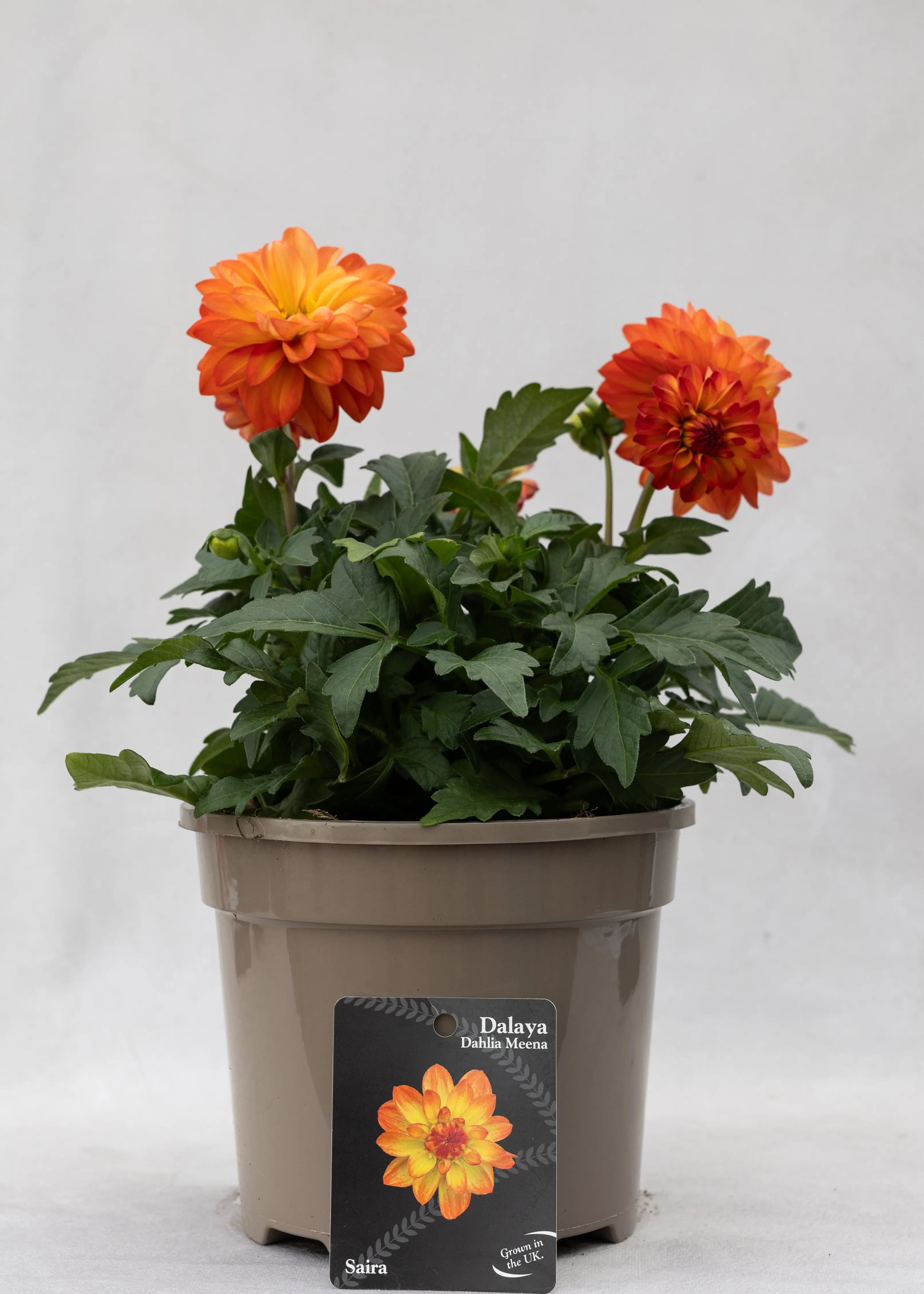 Dahlia 'Meena Saira'