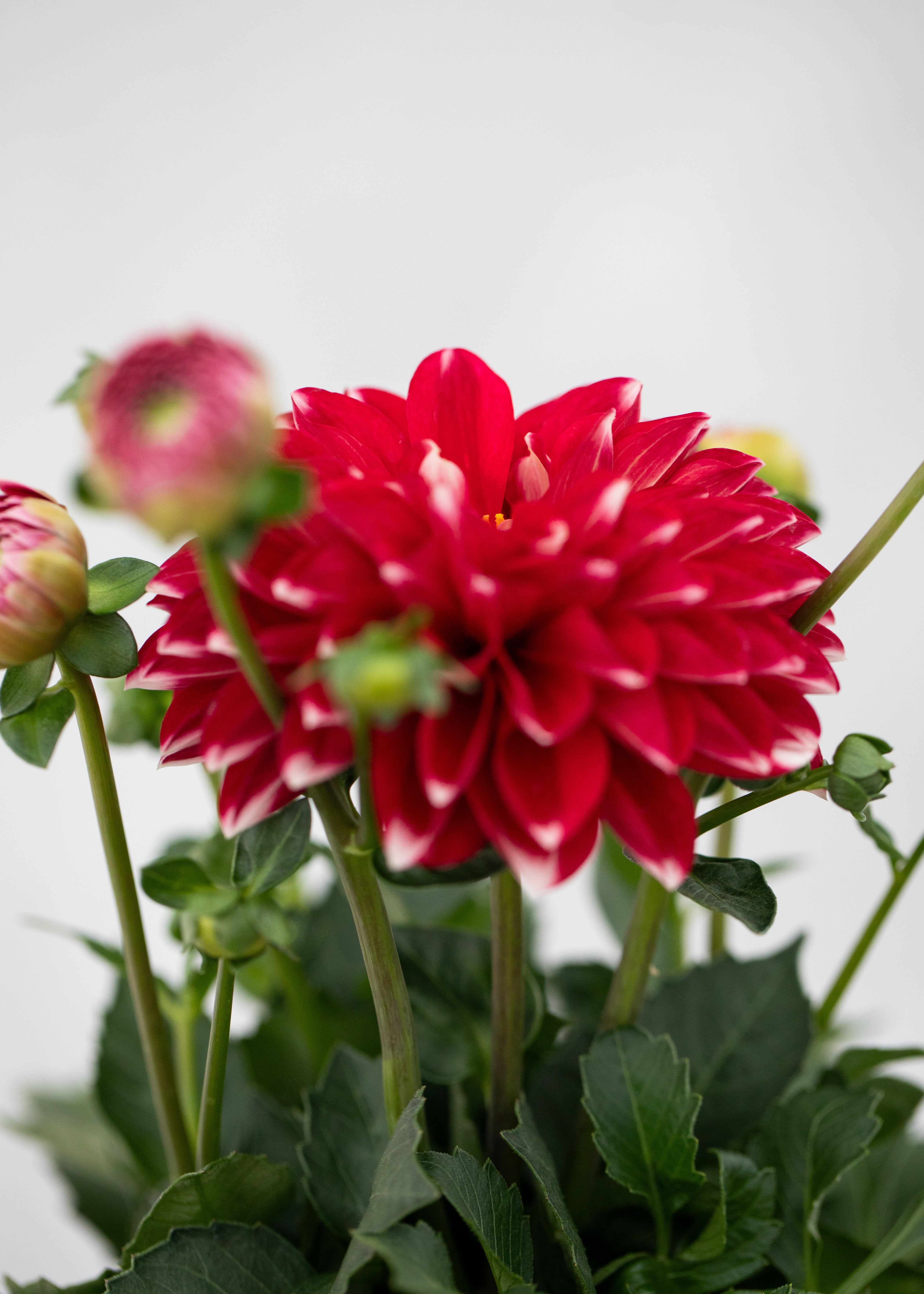 Dahlia 'Maxi Tampico'