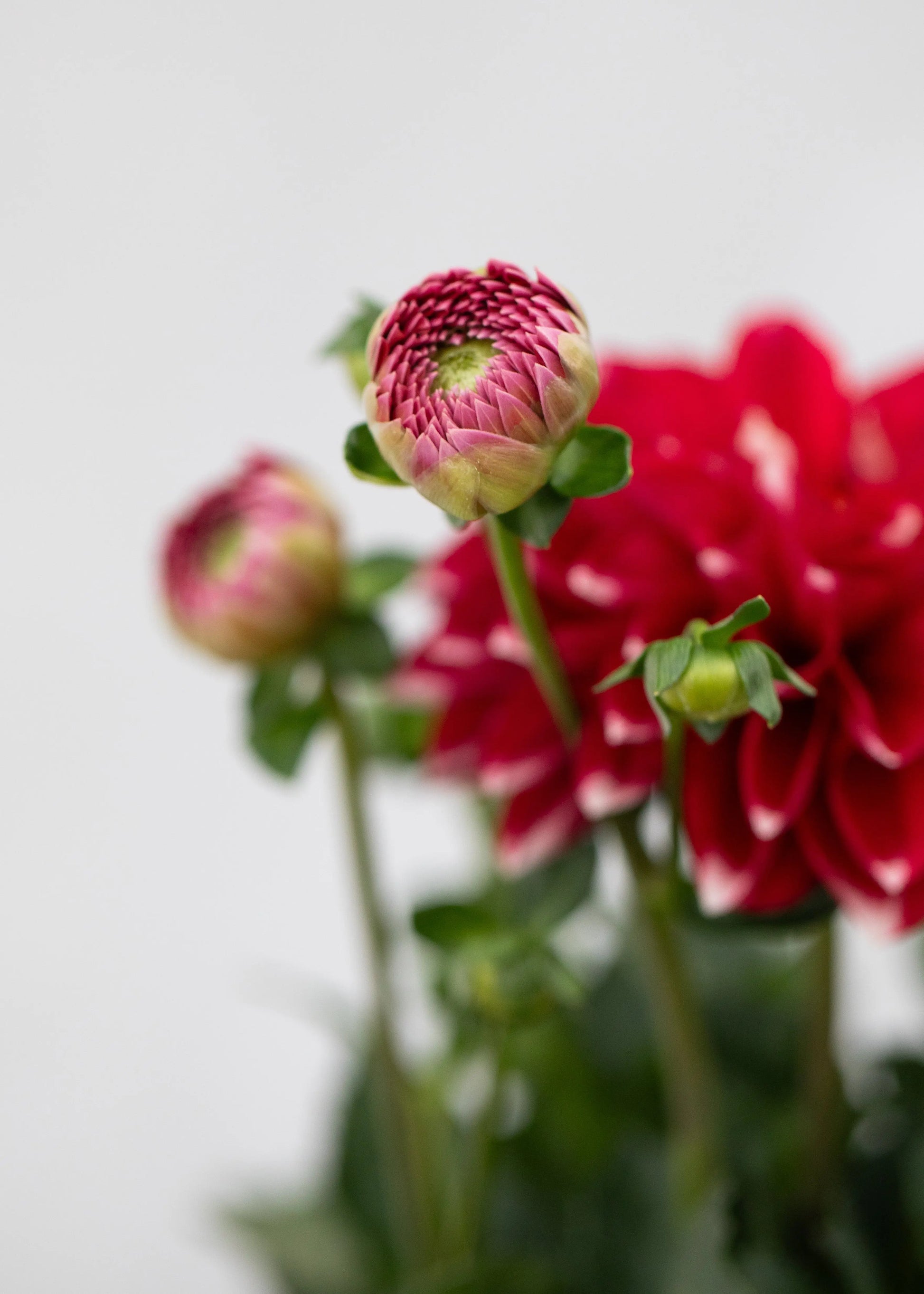Dahlia 'Maxi Tampico'