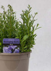 Campanula cochlearifolia 'Swinging Bells Blue'