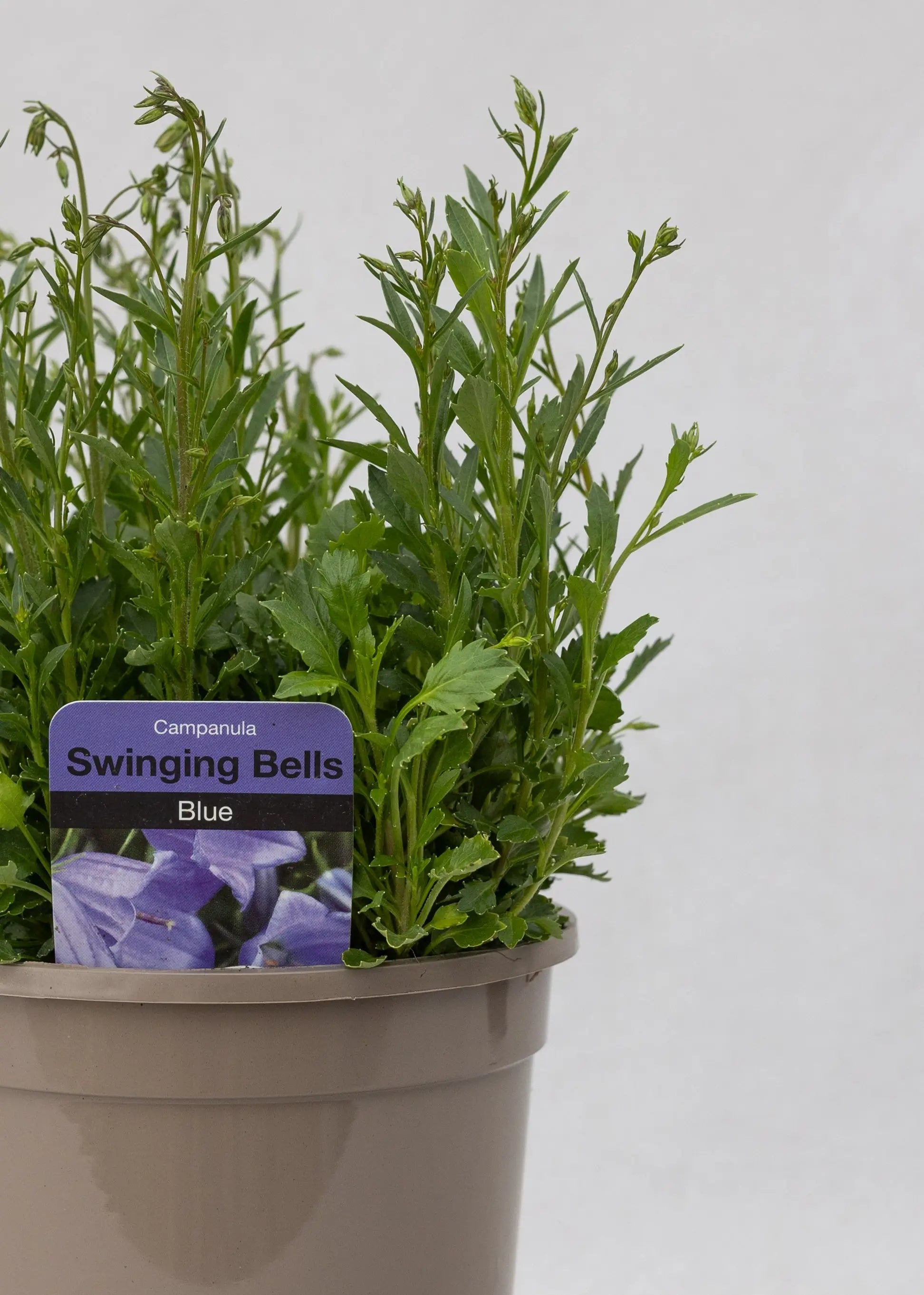Campanula cochlearifolia 'Swinging Bells Blue'