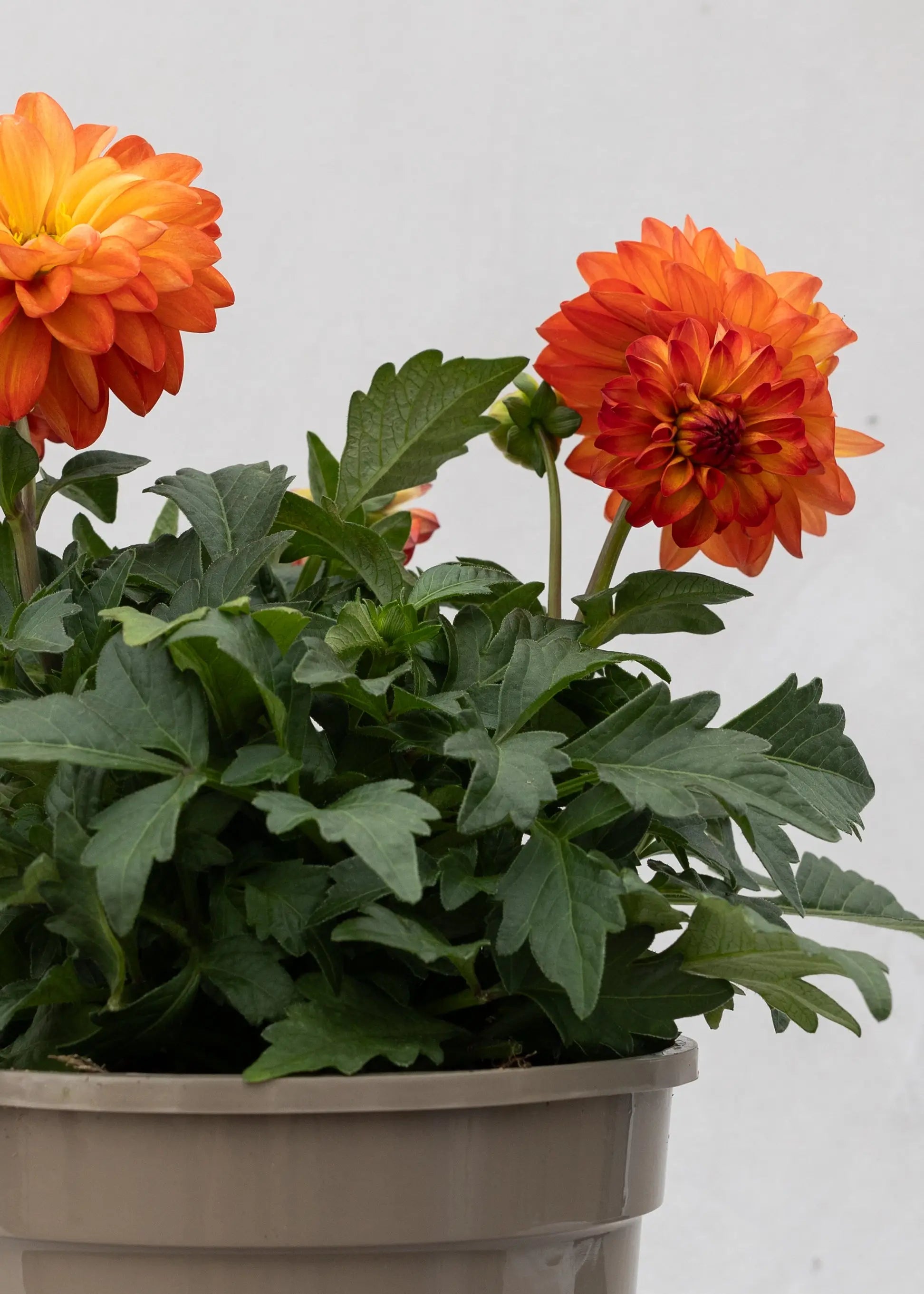 Dahlia 'Meena Saira'