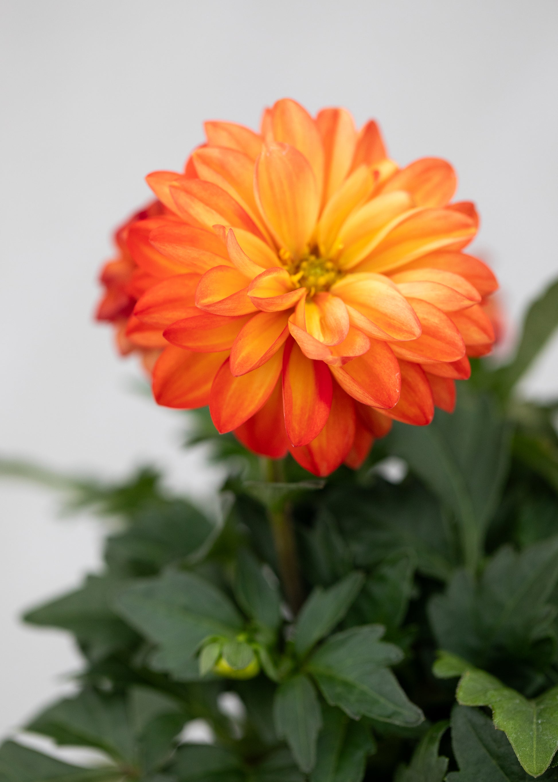 Dahlia 'Meena Saira'