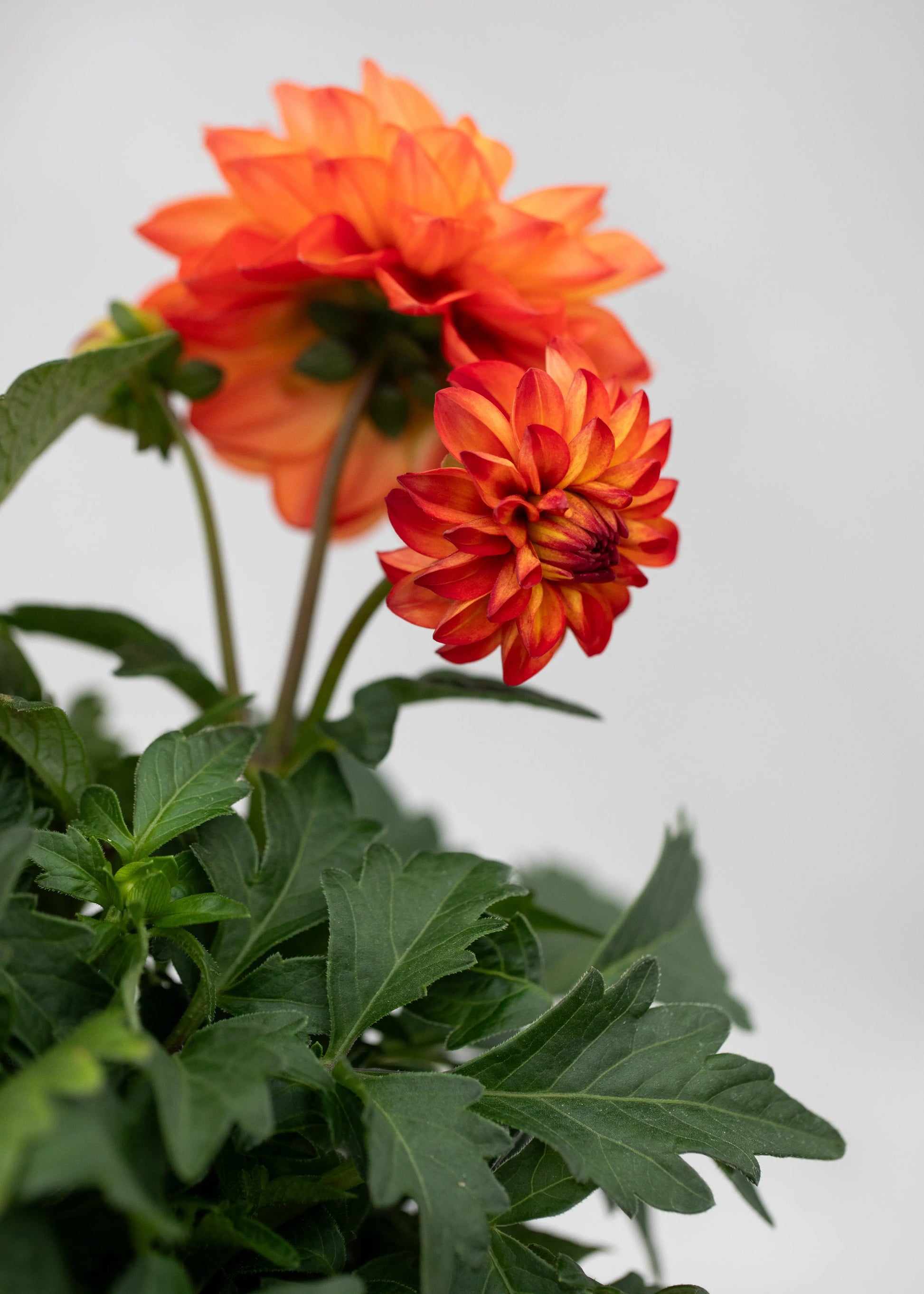 Dahlia 'Meena Saira'