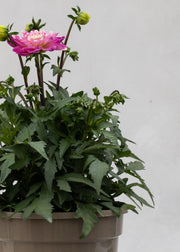 Dahlia 'Meena Indira'