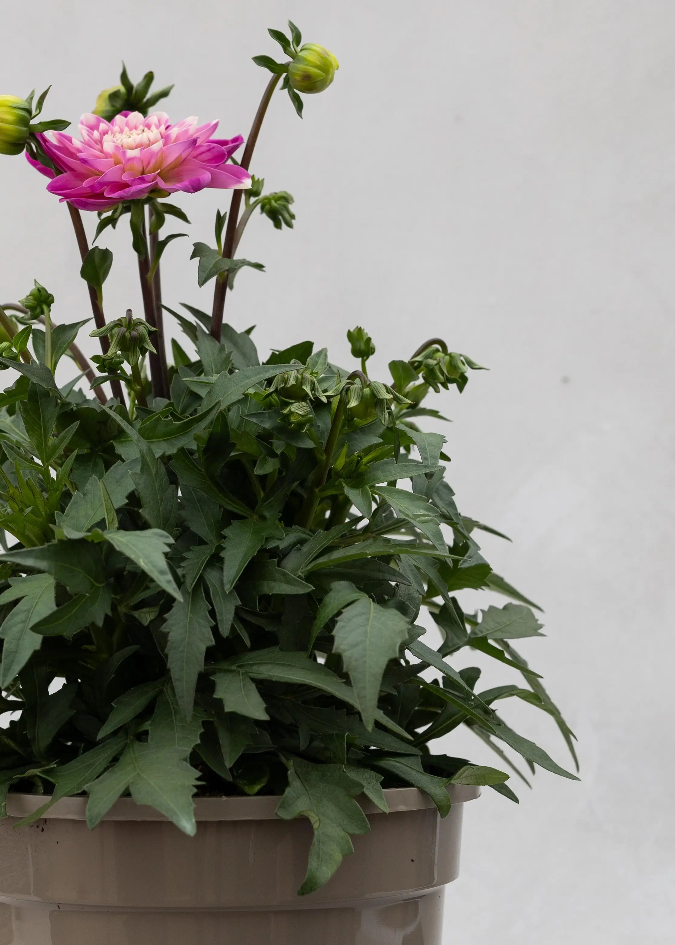 Dahlia 'Meena Indira'