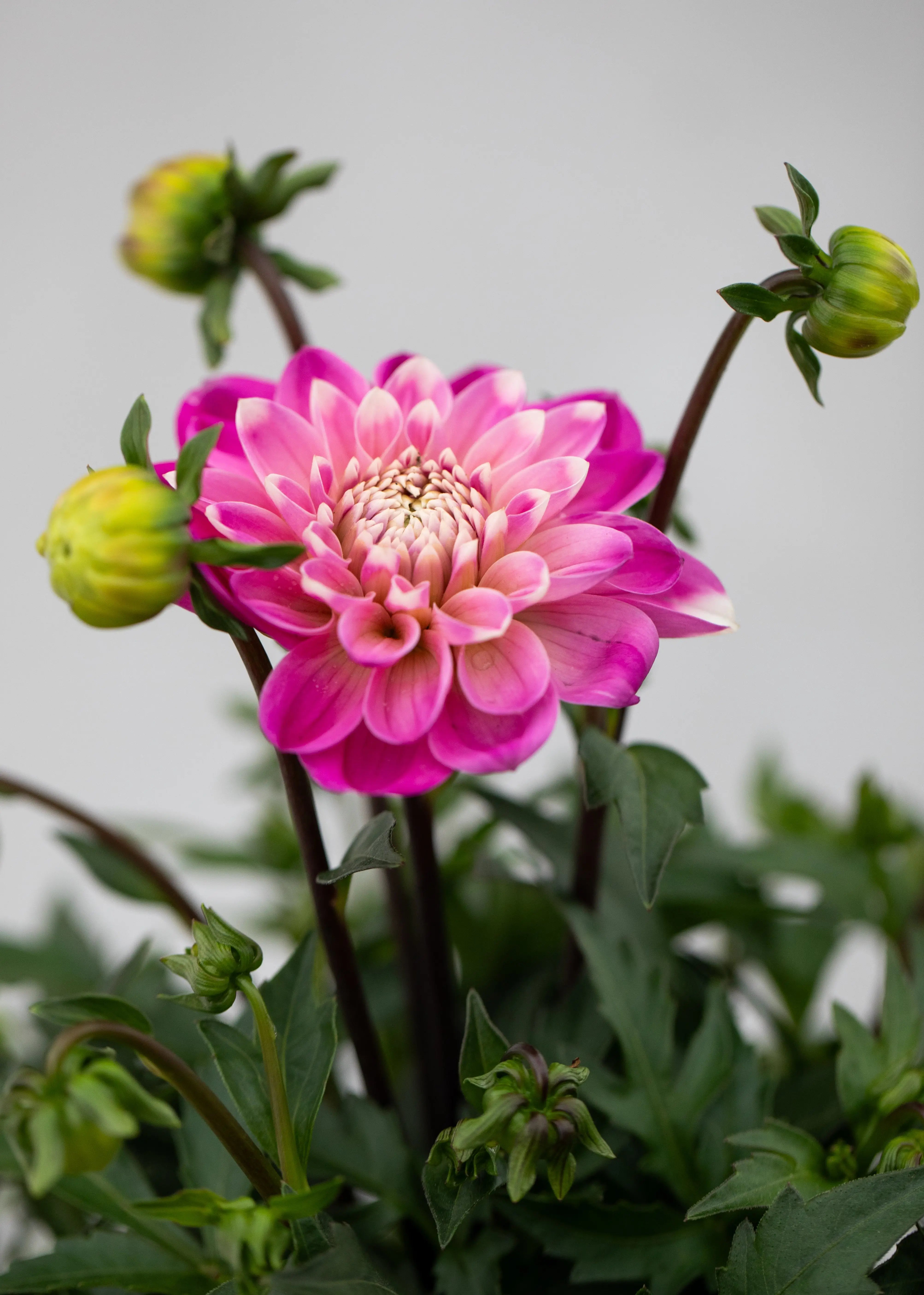 Dahlia 'Meena Indira'