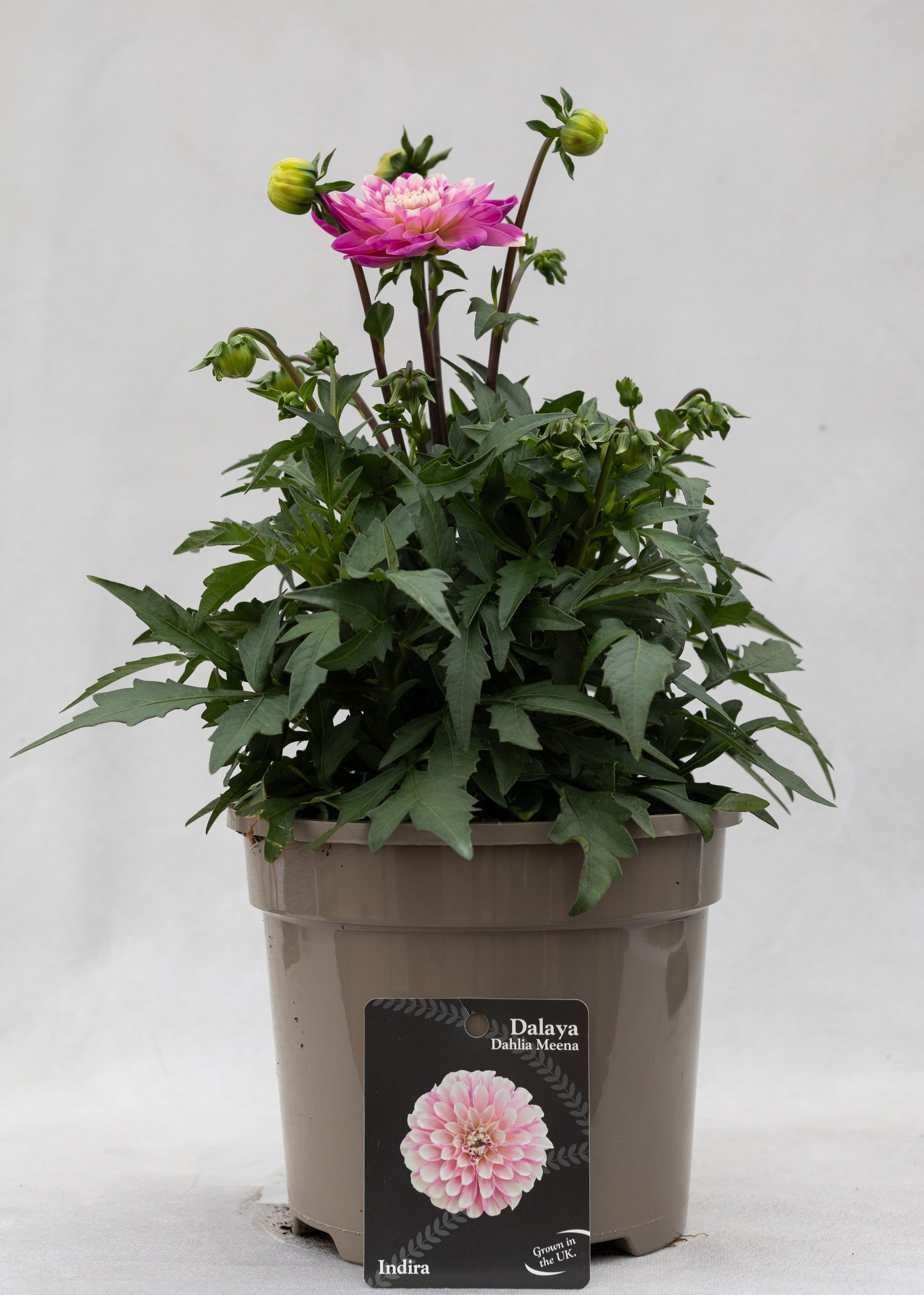 Dahlia 'Meena Indira'