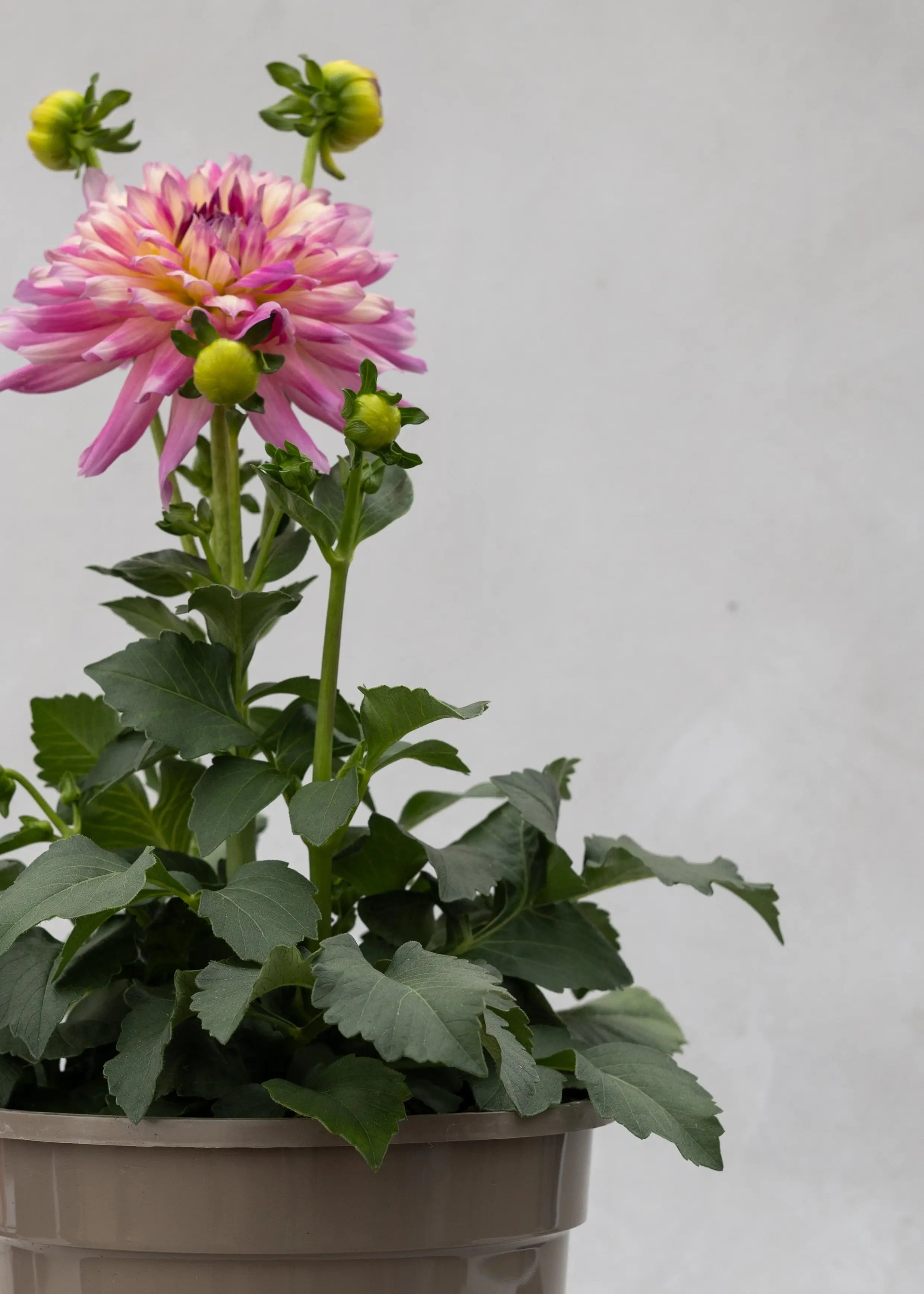 Dahlia 'Maxi Salinas'