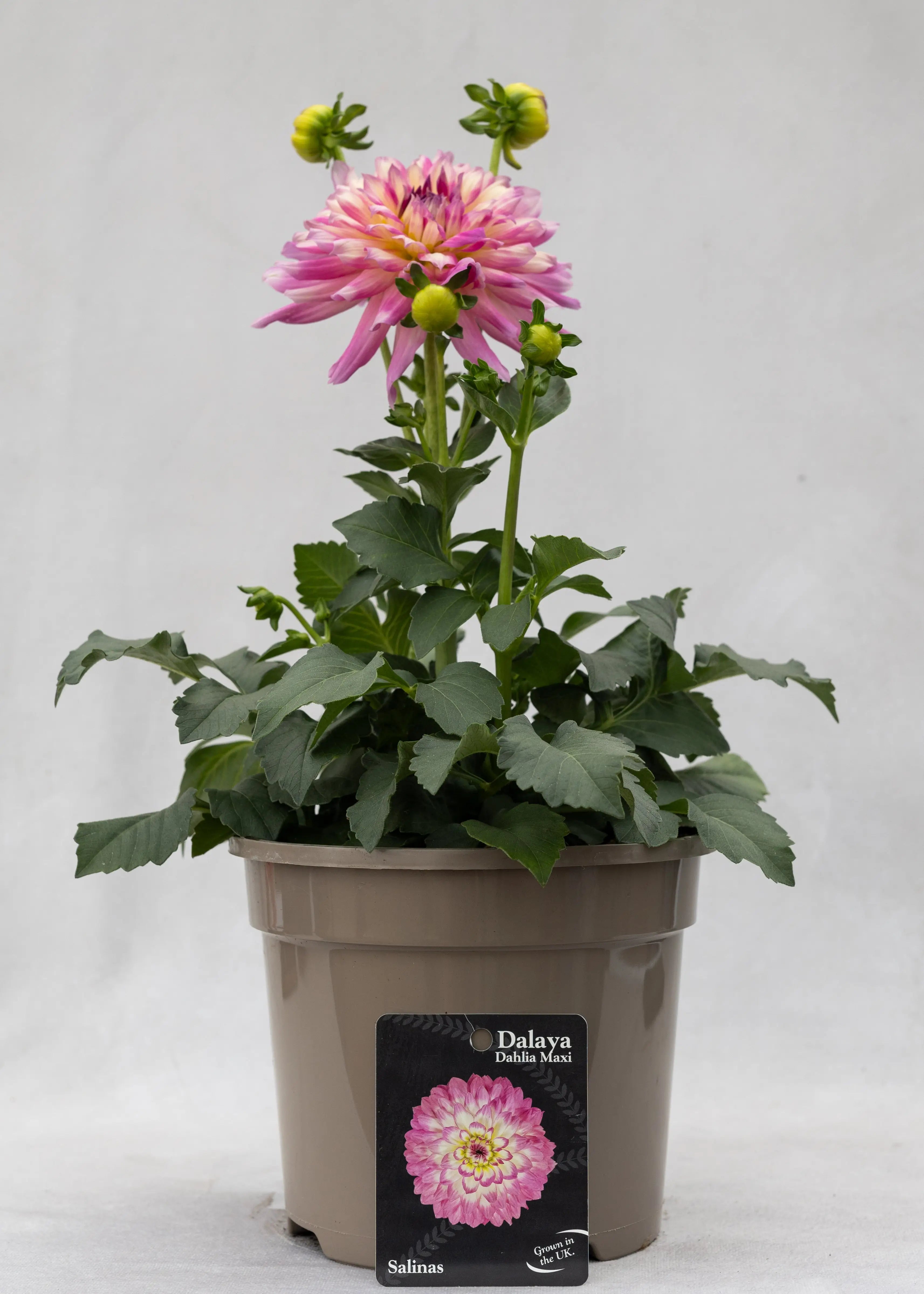 Dahlia 'Maxi Salinas'